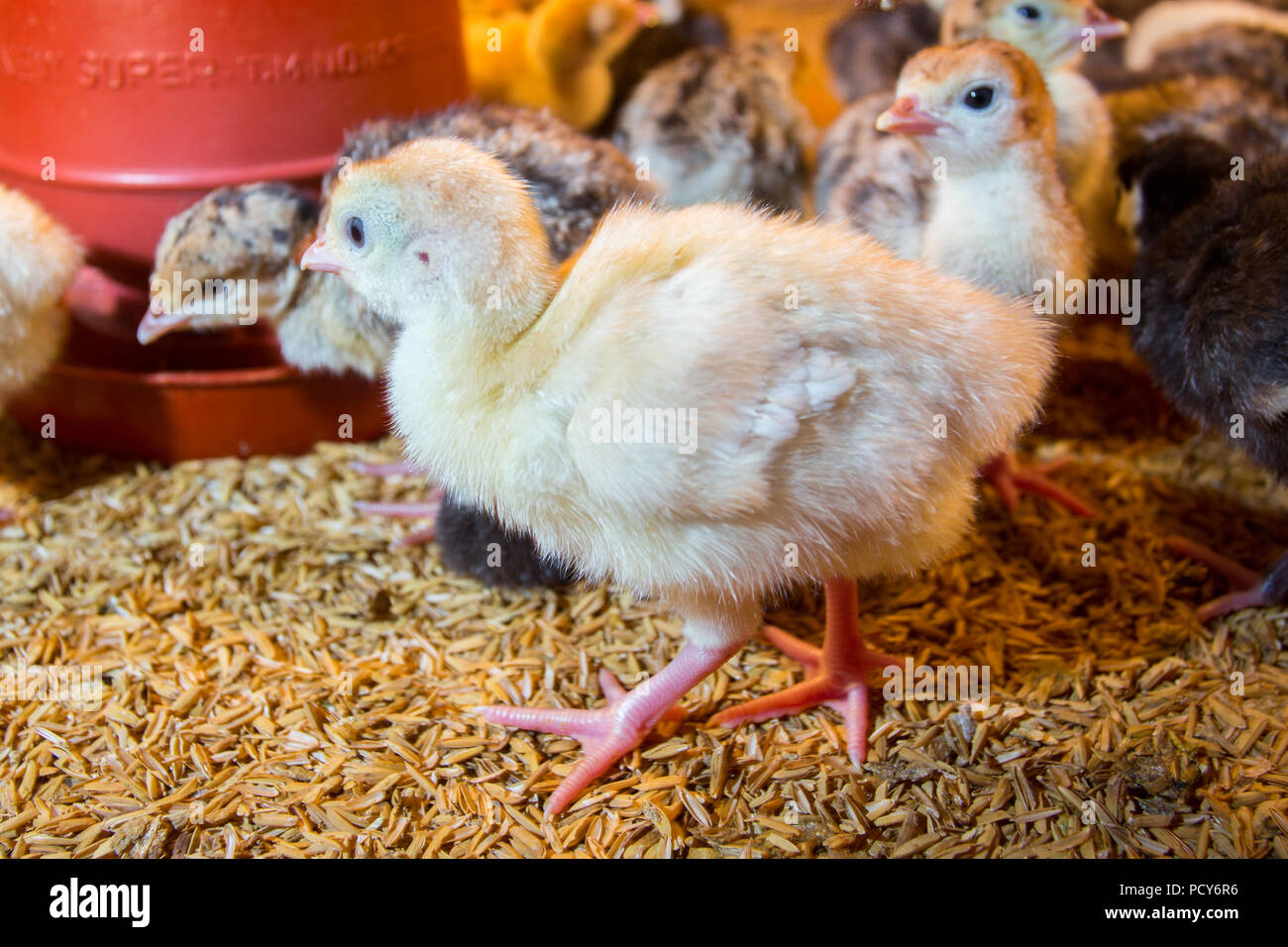 New Born Baby i tacchini vengono covate in incubatrici di grandi dimensioni a savar, Dhaka, Bangladesh. Foto Stock