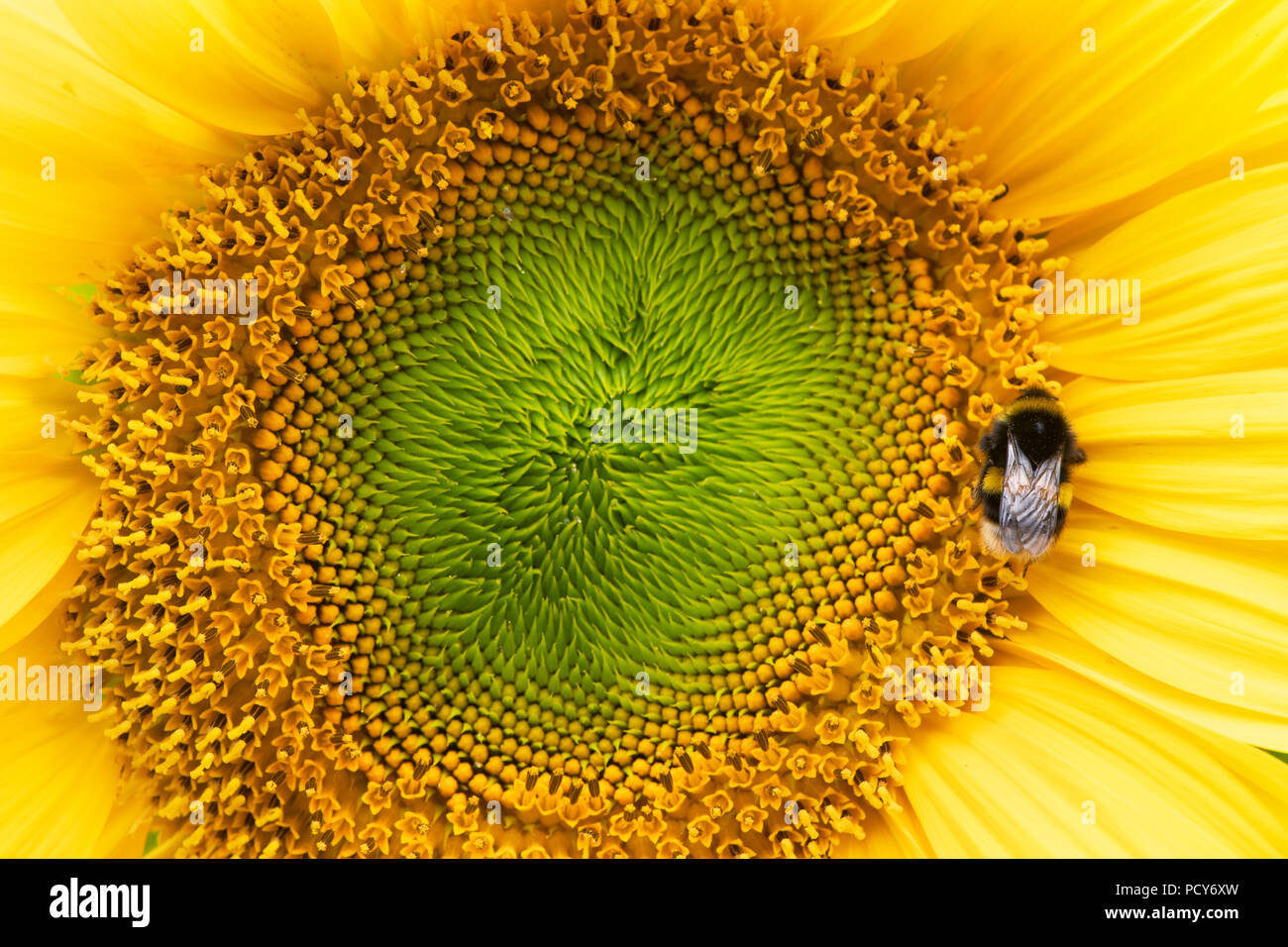 Helianthus annuus. Bombus lucorum. Bumblebee su un girasole Foto Stock