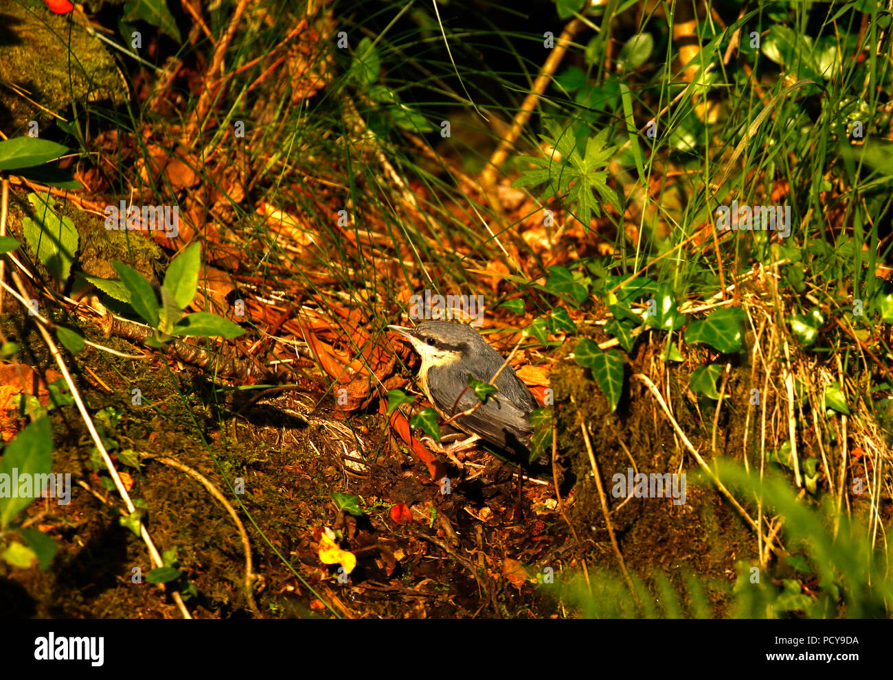 Picchio muratore neonata ad esplorare il suo nuovo territorio Foto Stock