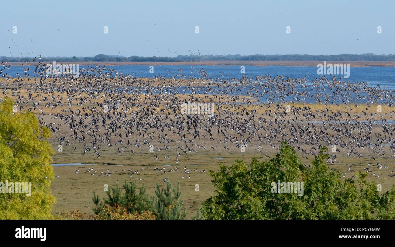 Grande gregge di migranti Oche facciabianca (Branta leucopsis) e maggiore bianco-fronteggiata oche (Anser albifrons) in volo su Matsalu Bay, Estonia, Sett. Foto Stock