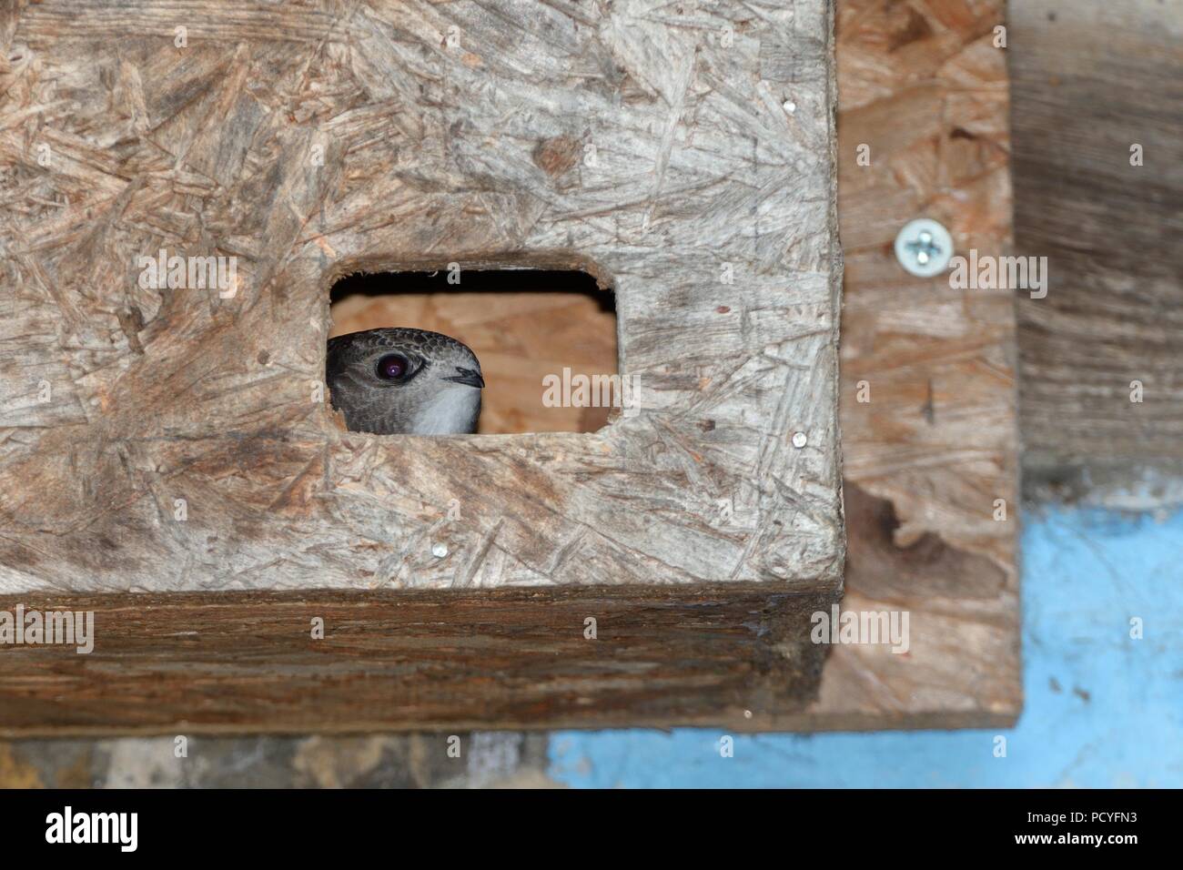 Comune pulcino swift (Apus apus), vicino al giovane, il peering fuori da una scatola di nido, Hilperton, Wiltshire, Regno Unito, Luglio. Foto Stock