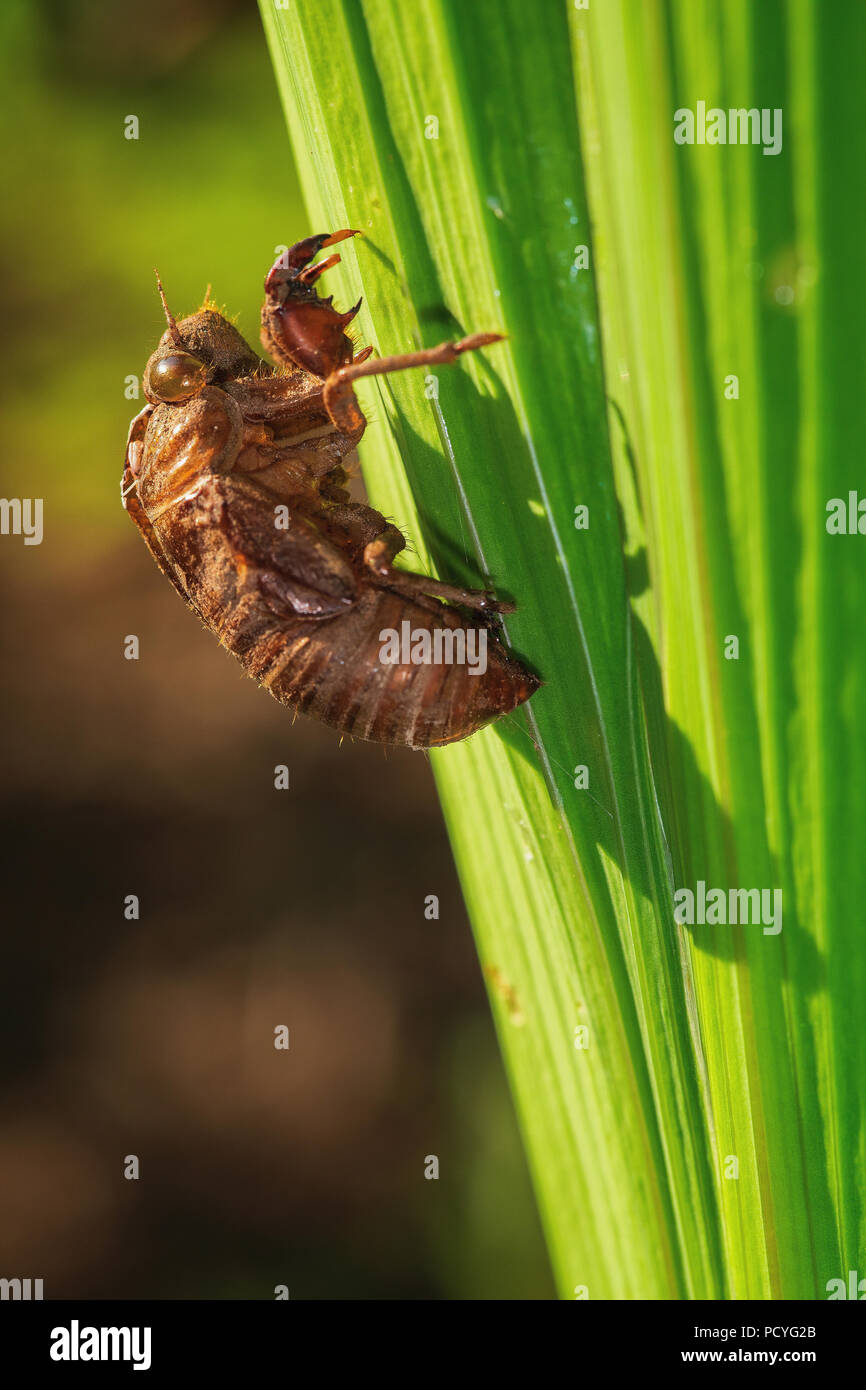 Macro Immagine di un cane-giorno Cicala (Neotibicen canicularis) shell Foto Stock