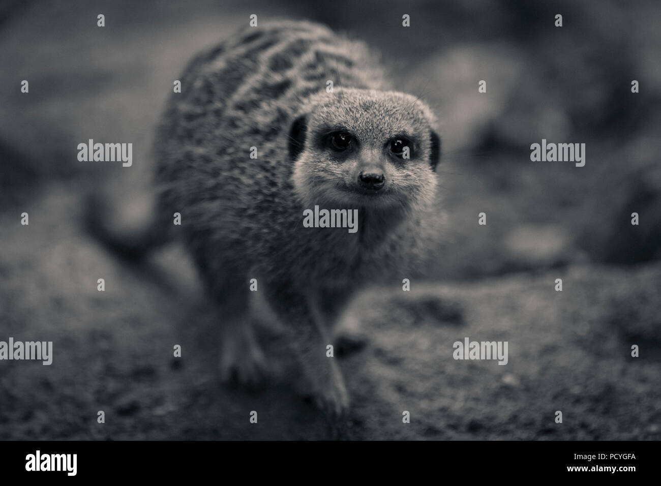 Un Meerkat (Suricata Suricata) a Newquay Zoo, Newquay Cornwall Foto Stock