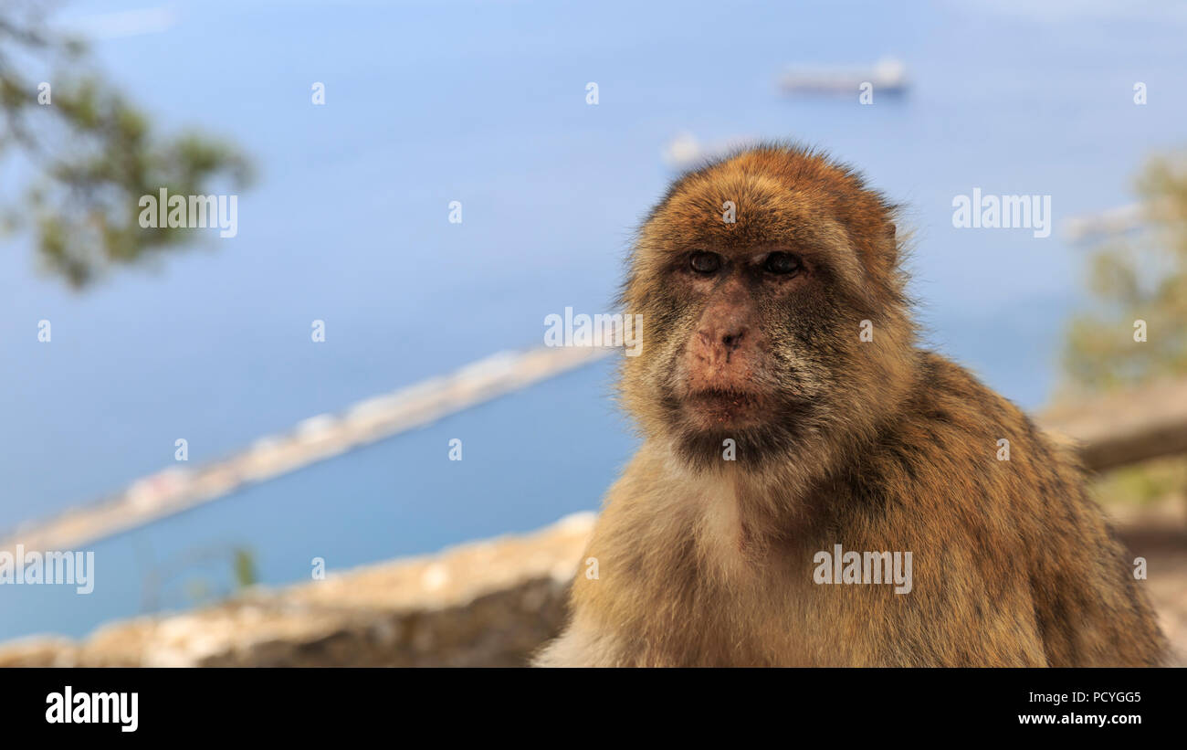L'iconico Barbary macachi (Macaca Sylvanus) che vivono sul British Overseas Territorio di Gibilterra, il solo le scimmie selvatiche in Europa Foto Stock