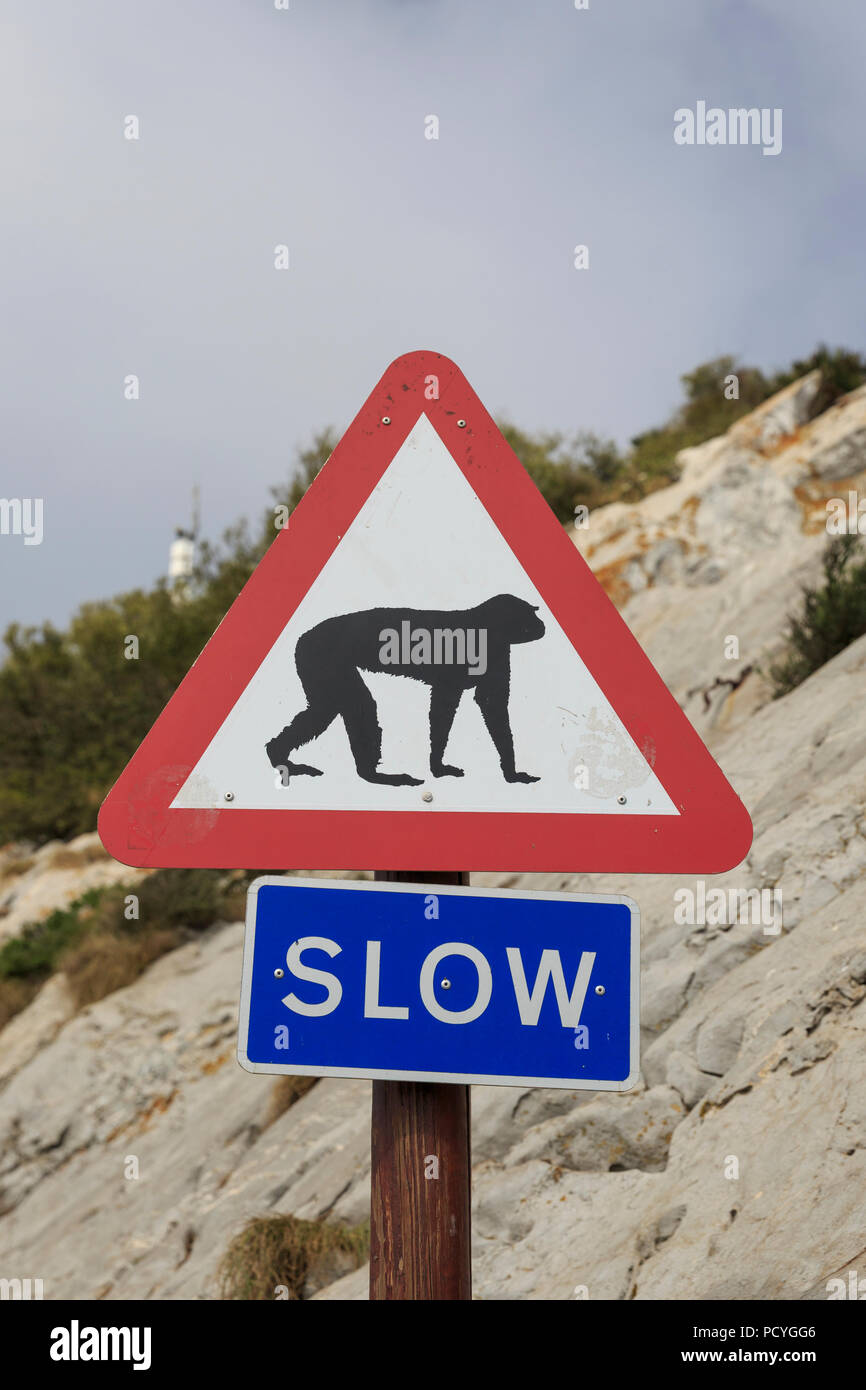 Un segno di driver di avvertimento di scimmie, l'iconica Barbary macachi (Macaca Sylvanus), sul British Overseas Territorio di Gibilterra. Foto Stock