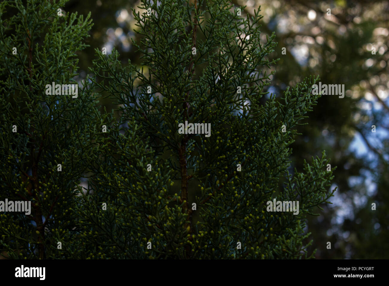 albero di pino Foto Stock