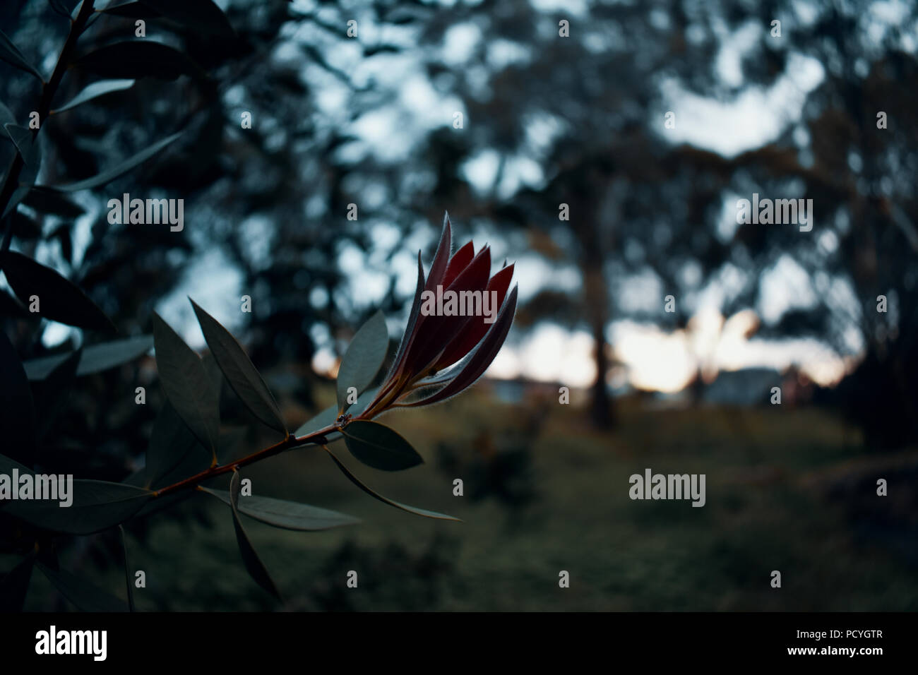 fiore rosso Foto Stock