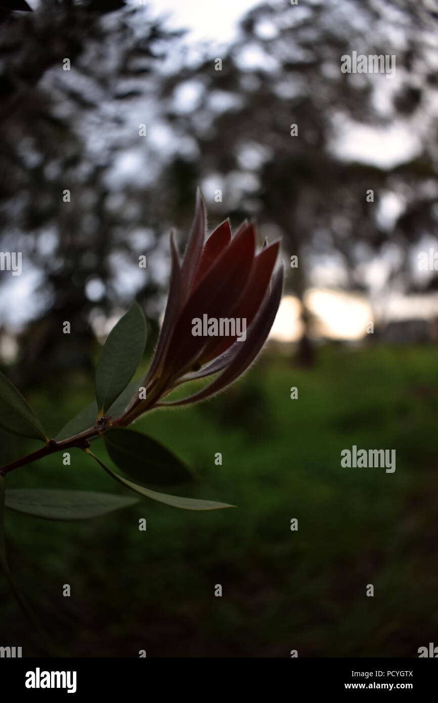 fiore rosso Foto Stock