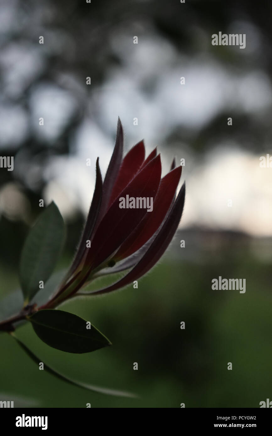 fiore rosso Foto Stock