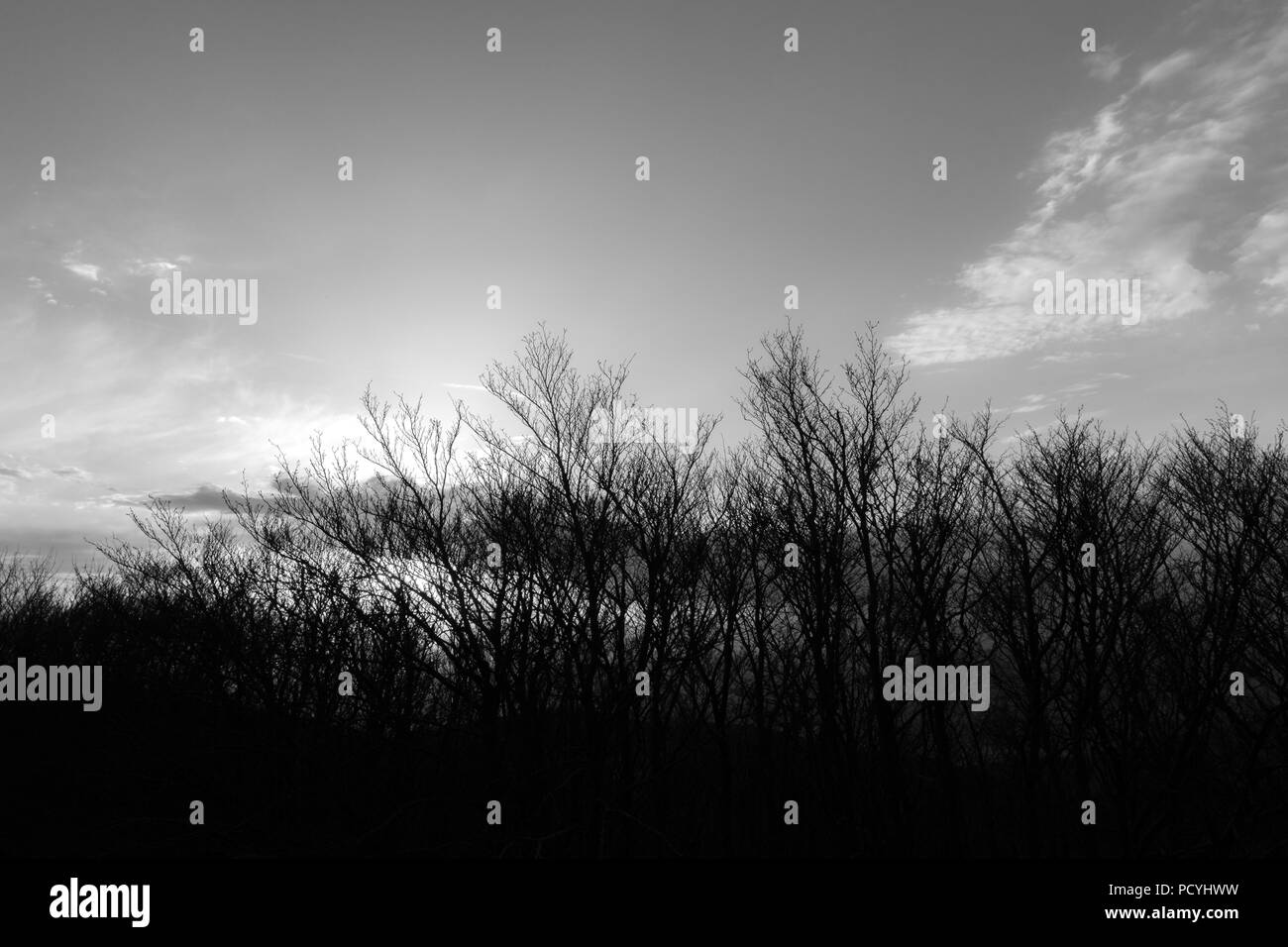 Alberi scheletrici sagome in inverno, contro il cielo al tramonto Foto Stock