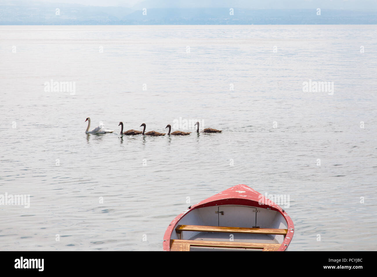 Famiglia di cigni: madre swan e quattro giovani neonati sul Lago di Ginevra (Lago Leman) nei pressi di Rolle, La Cote Regione Vaud, Svizzera sul caldo giorno d'estate e di sole Foto Stock