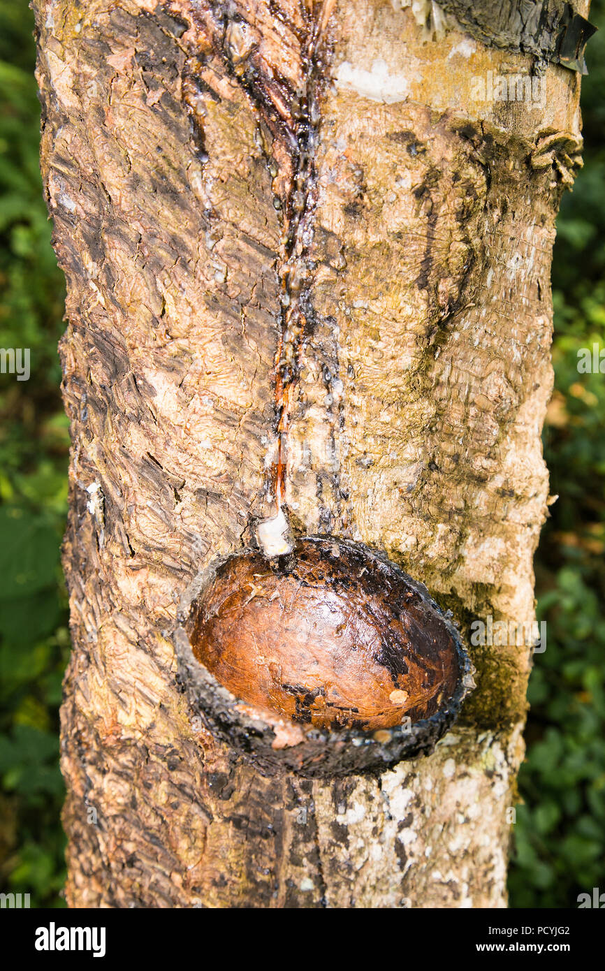 Lattice lattiginosa estratta dalla struttura in gomma (Hevea Brasiliensis)  come una fonte di gomma naturale. Piantagioni di gomma in piante Weligama,  Sri Lanka Foto stock - Alamy