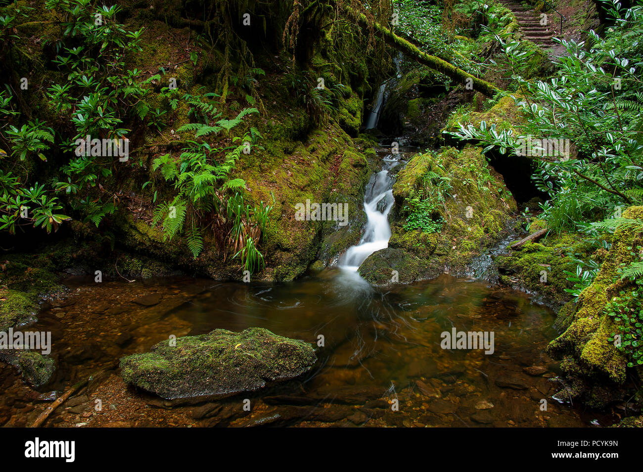 Di Puck Glen cascate, Argyll Forest Park, Scozia Foto Stock