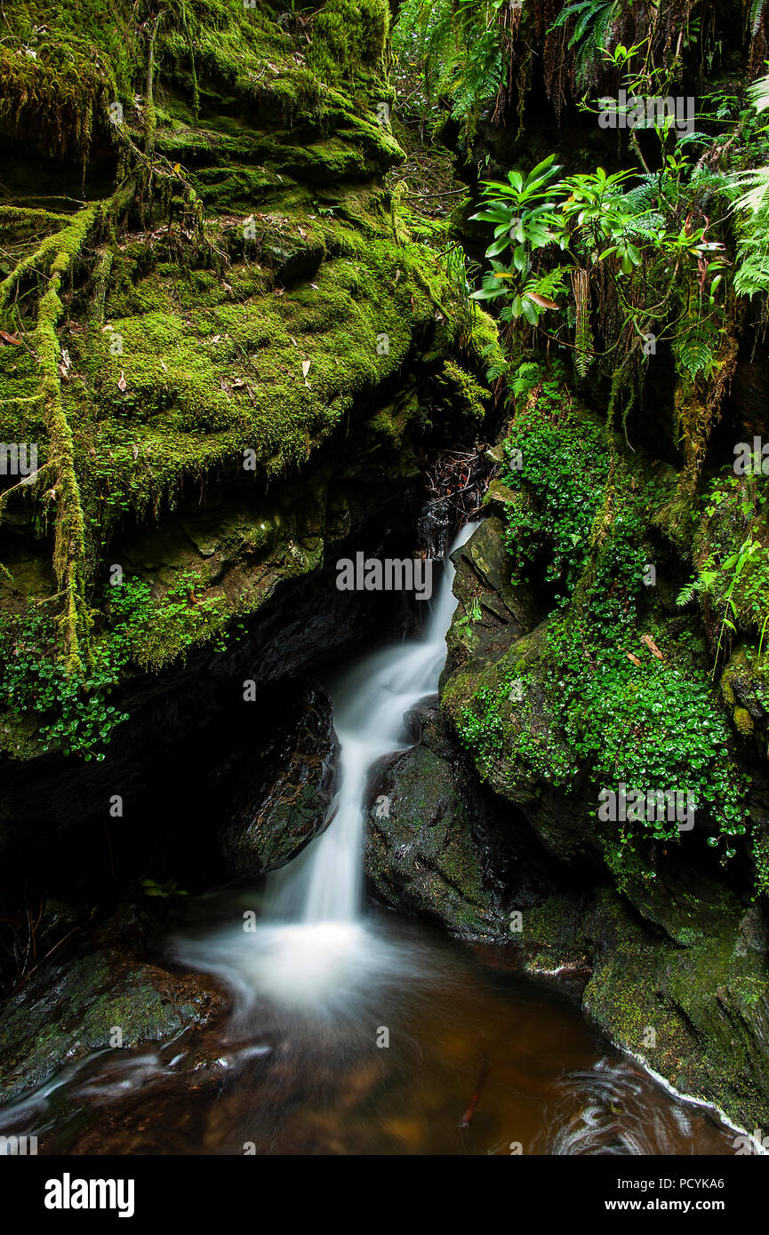 Di Puck Glen cascate, Argyll Forest Park, Scozia Foto Stock