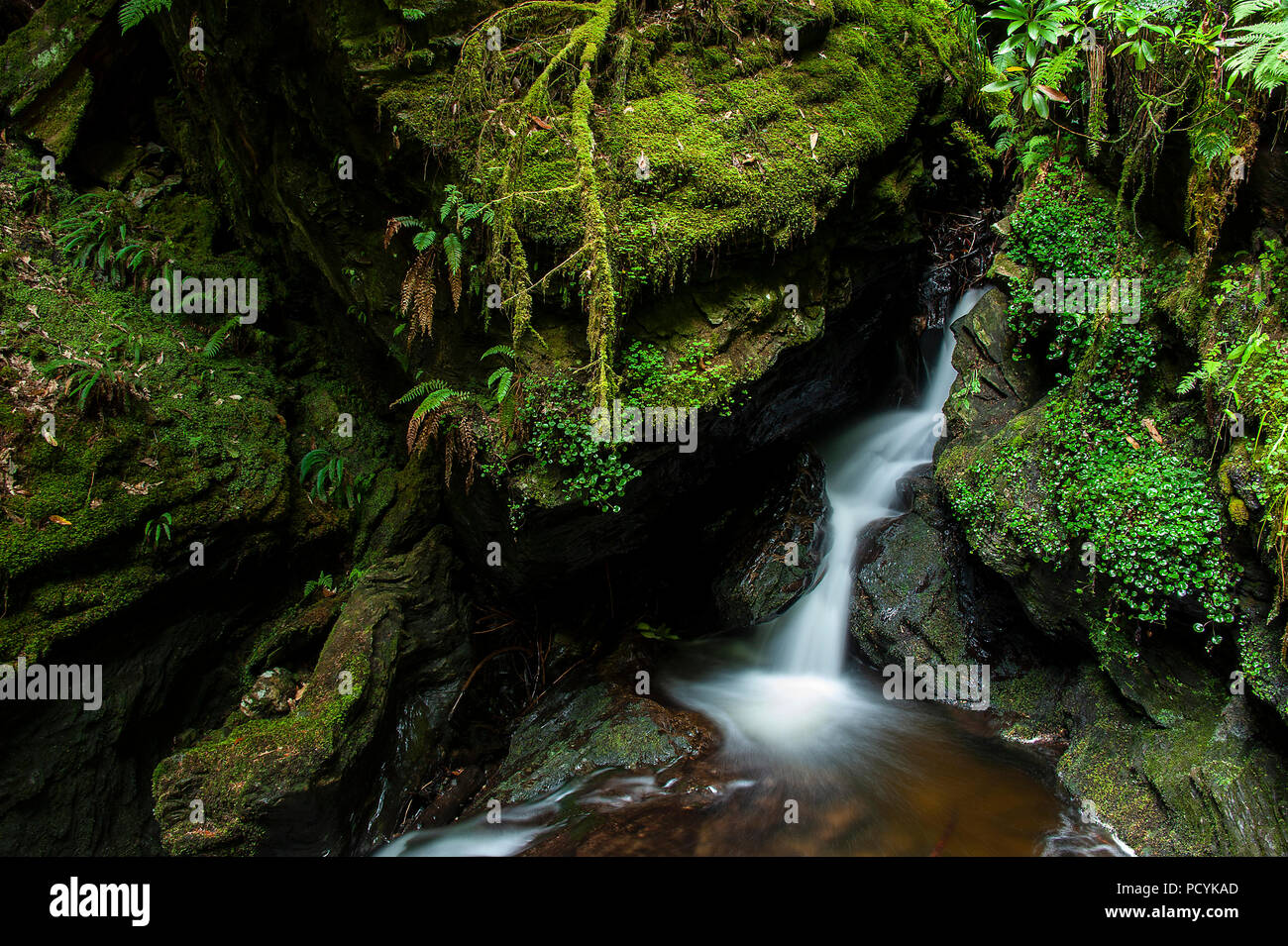 Di Puck Glen cascate, Argyll Forest Park, Scozia Foto Stock