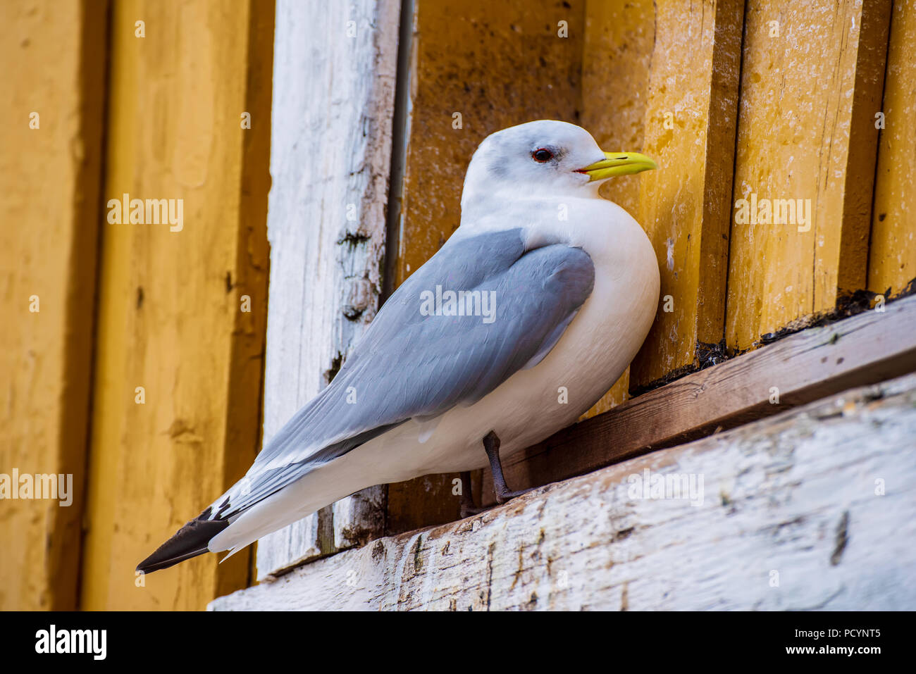 Seagull a Lofotens Foto Stock