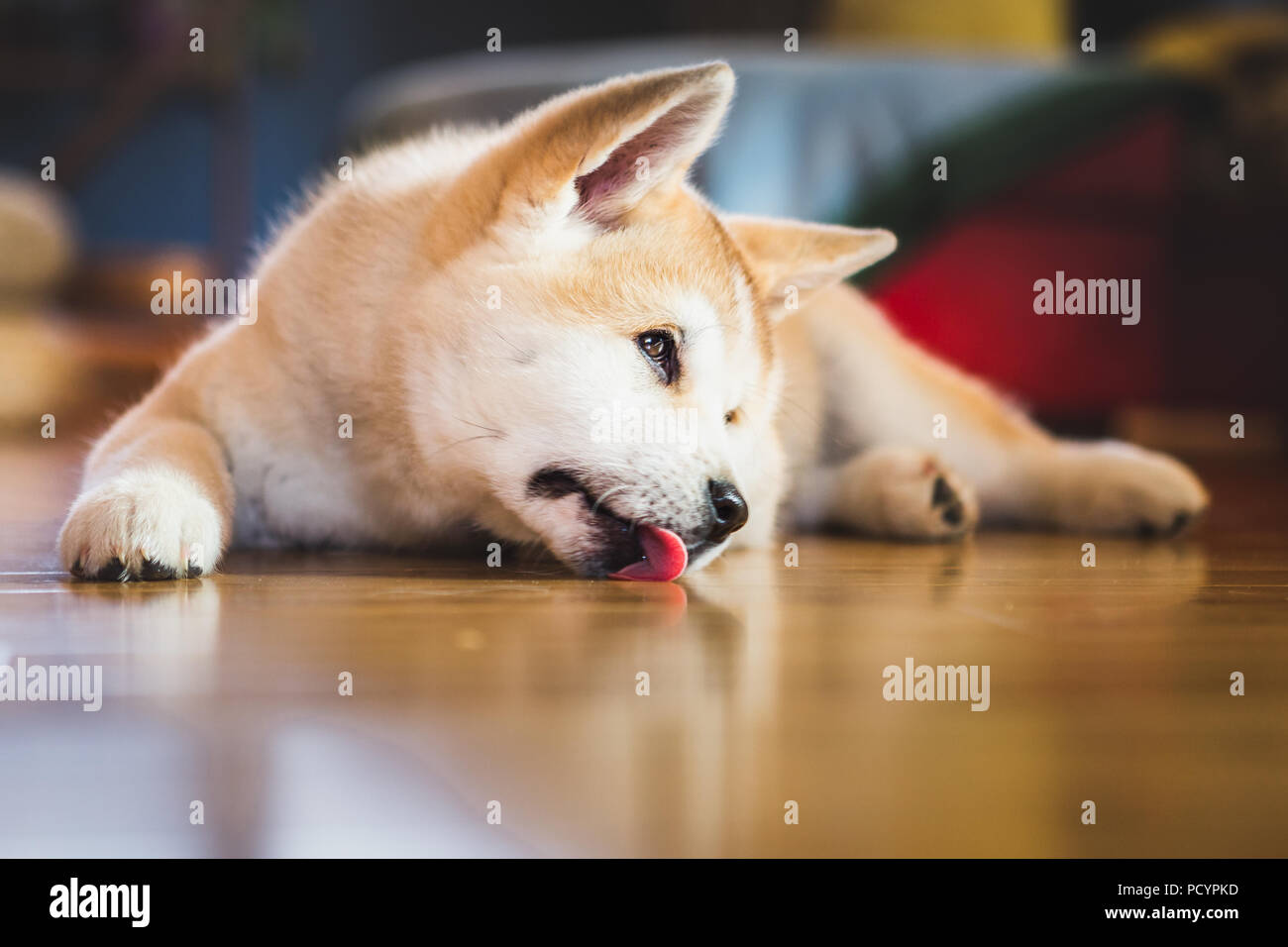 Giapponese Akita Inu cucciolo, white e red dog close up Foto Stock