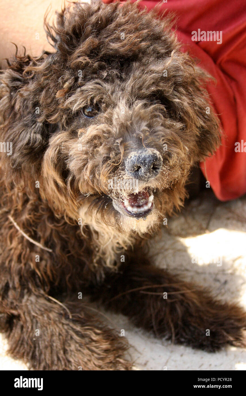 Brown Fluffy cane guardando la fotocamera Foto Stock