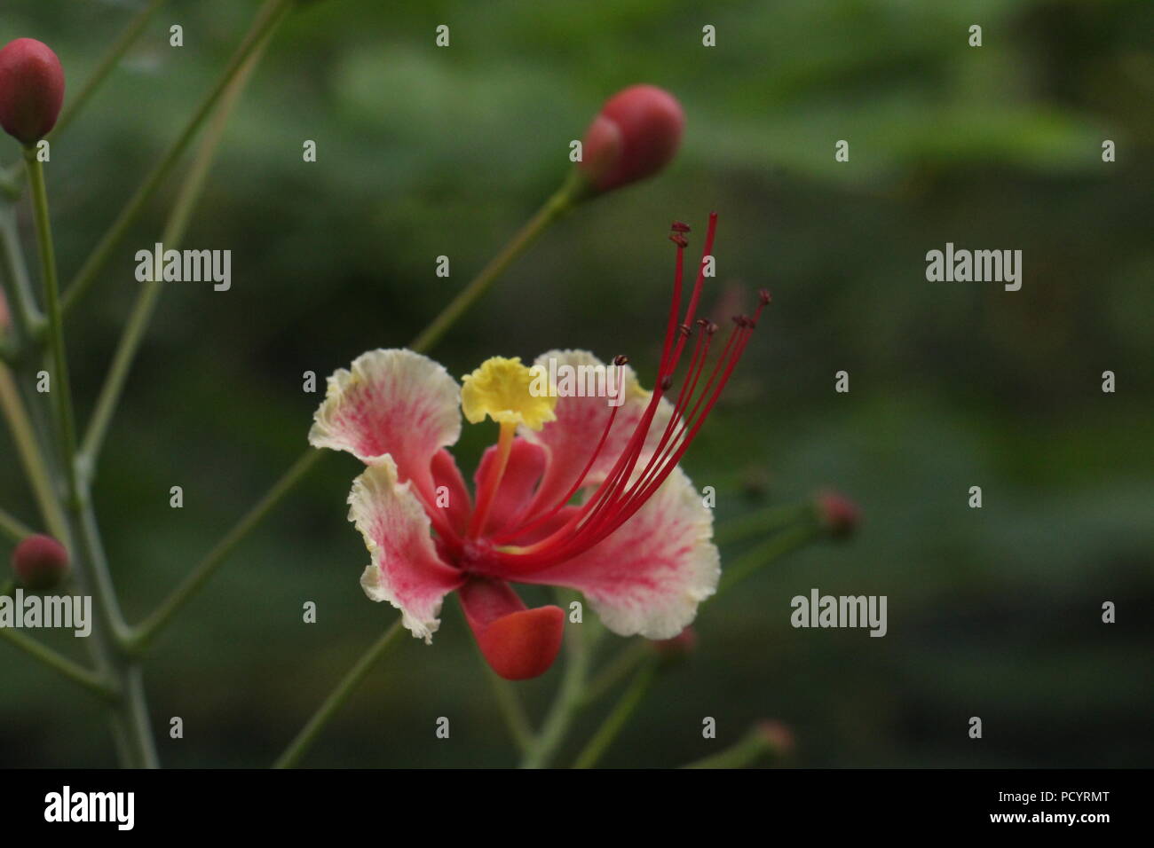 Fiore rosa Foto Stock