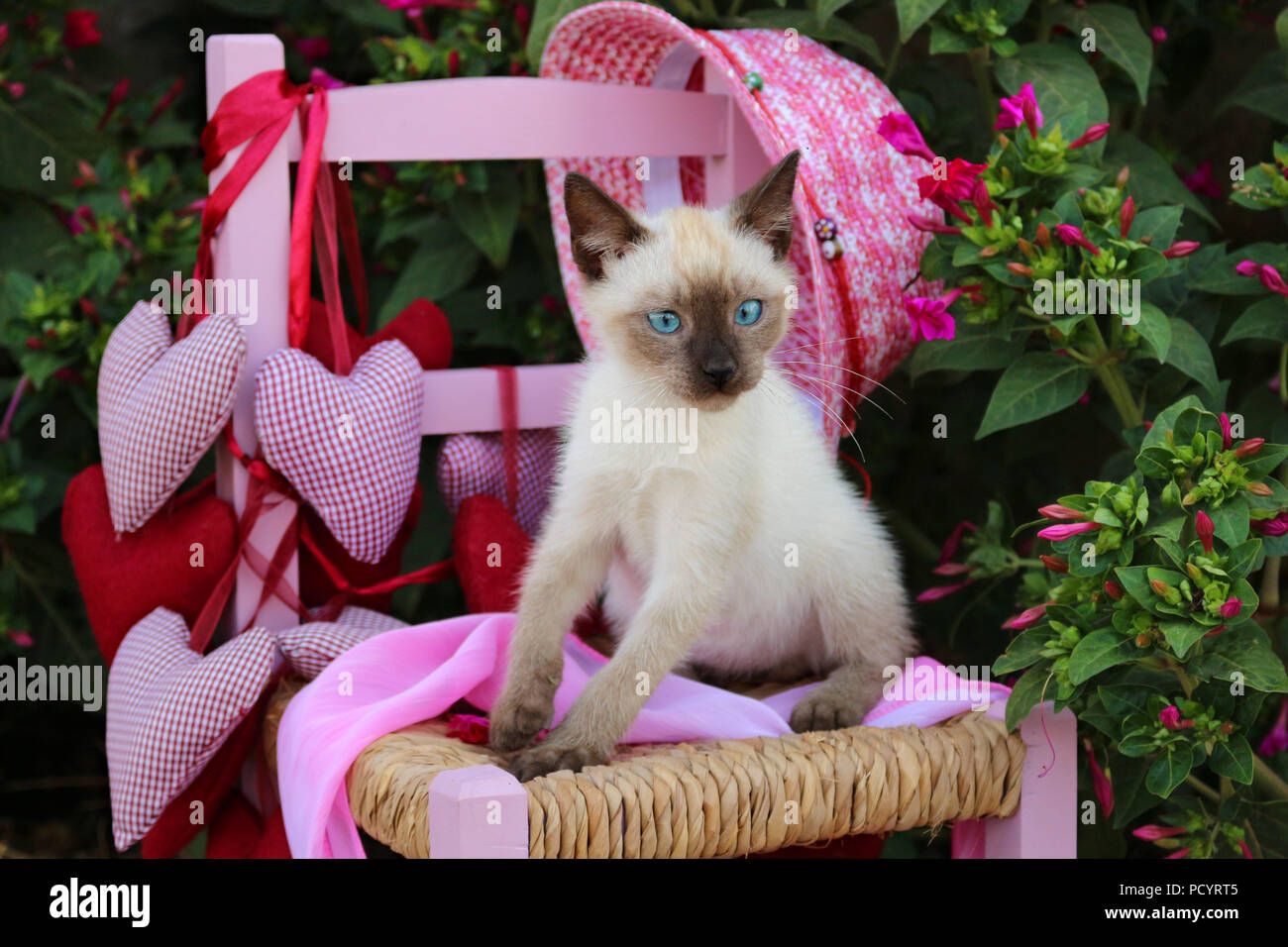 Siamese gattino, tailandese, 7 settimane vecchio punto di tenuta, seduti su una sedia per bambini in giardino Foto Stock