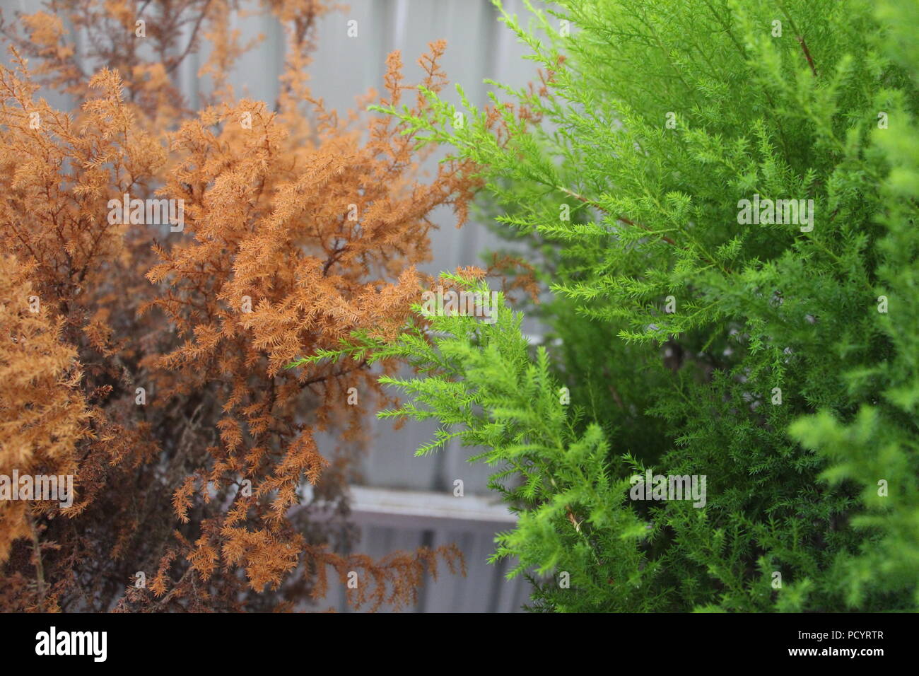 Albero morto di foglie e di vivere la vita ad albero Foto Stock