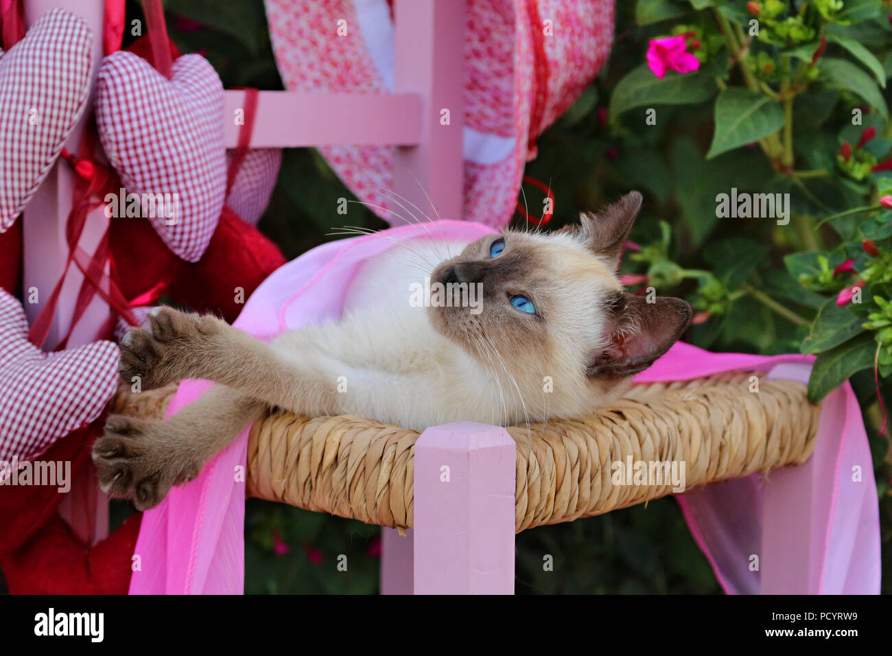 Siamese gattino, tailandese, 7 settimane vecchio punto di tenuta, sdraiato su una sedia per bambini in giardino Foto Stock