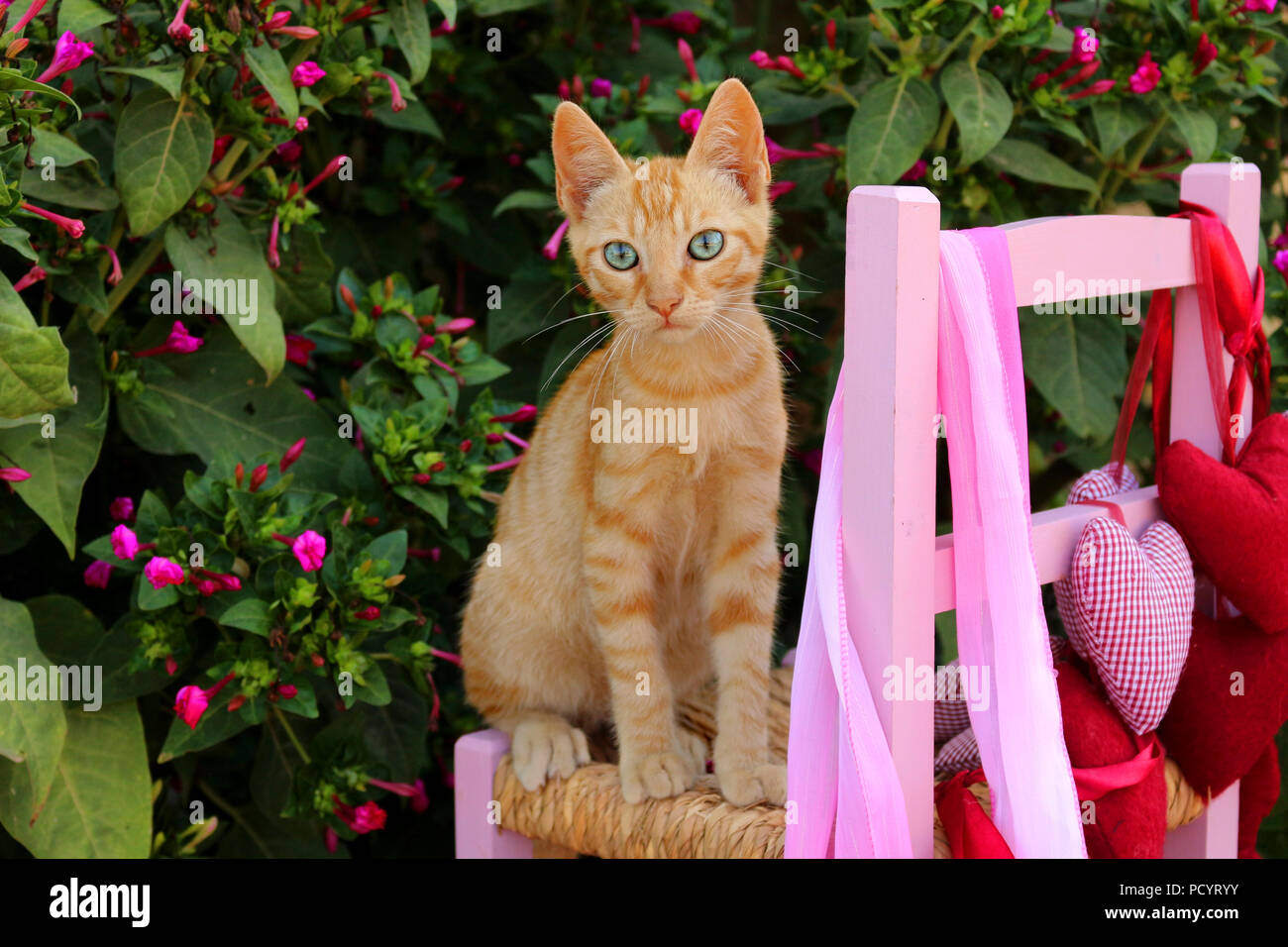 Gattino, zenzero, 3 mese vecchio, seduti su una sedia per bambini in giardino Foto Stock