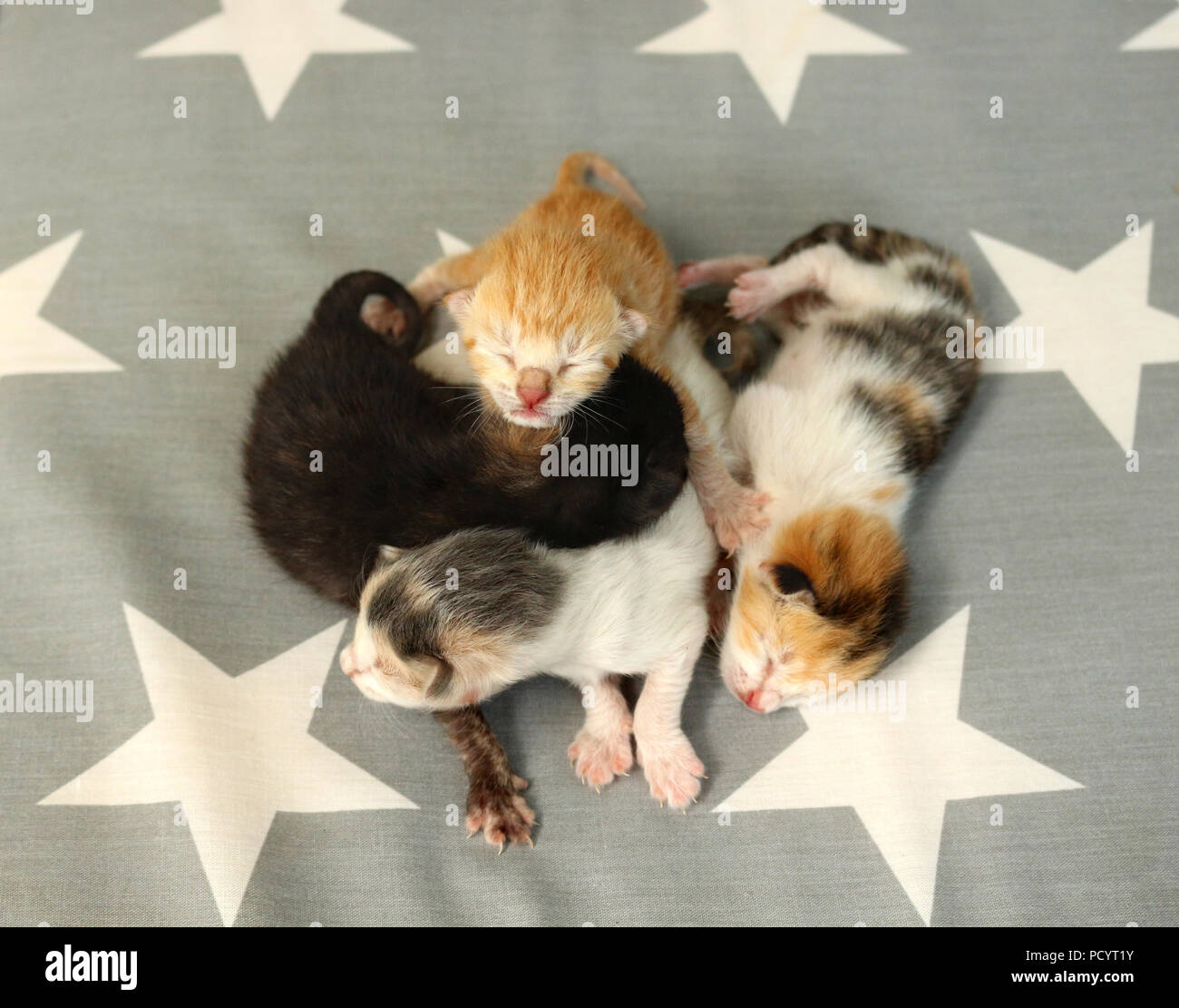 Quattro gattini neonati, 6 giorni, giacente insieme su un tappeto Foto Stock