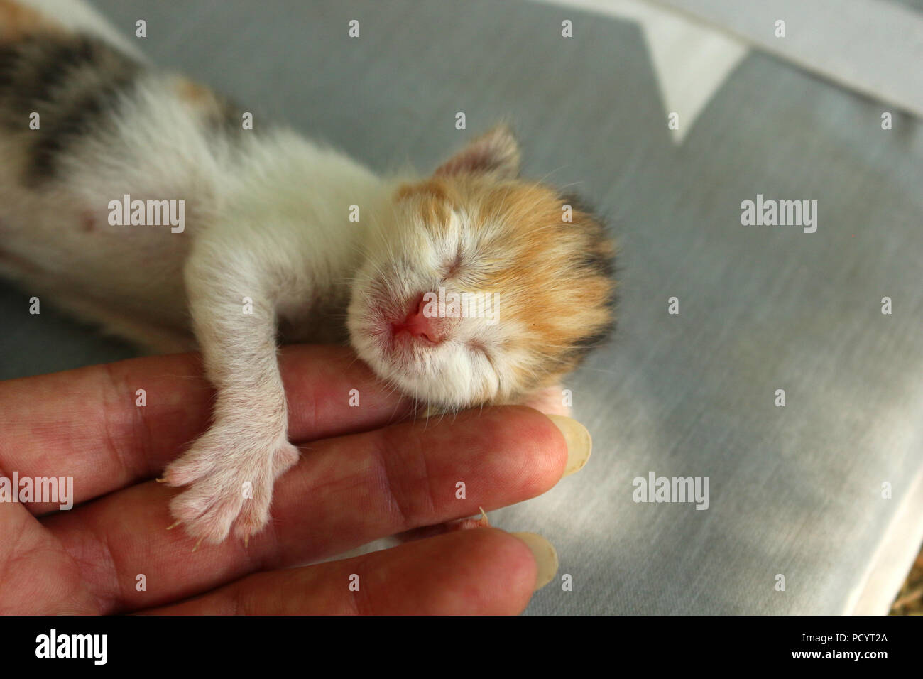 Gattino neonato, 6 giorni, giacente su dita umane Foto Stock