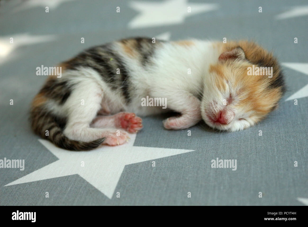 Gattino neonato, 6 giorni, sdraiato su un tappeto Foto Stock