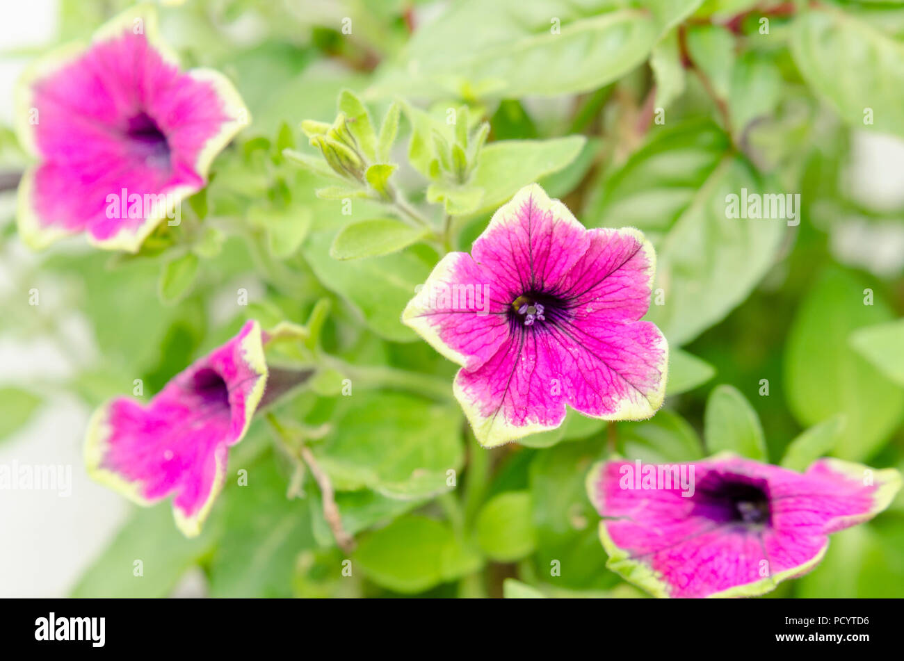 La Petunia buzz fiore viola, Petunioideae Foto Stock