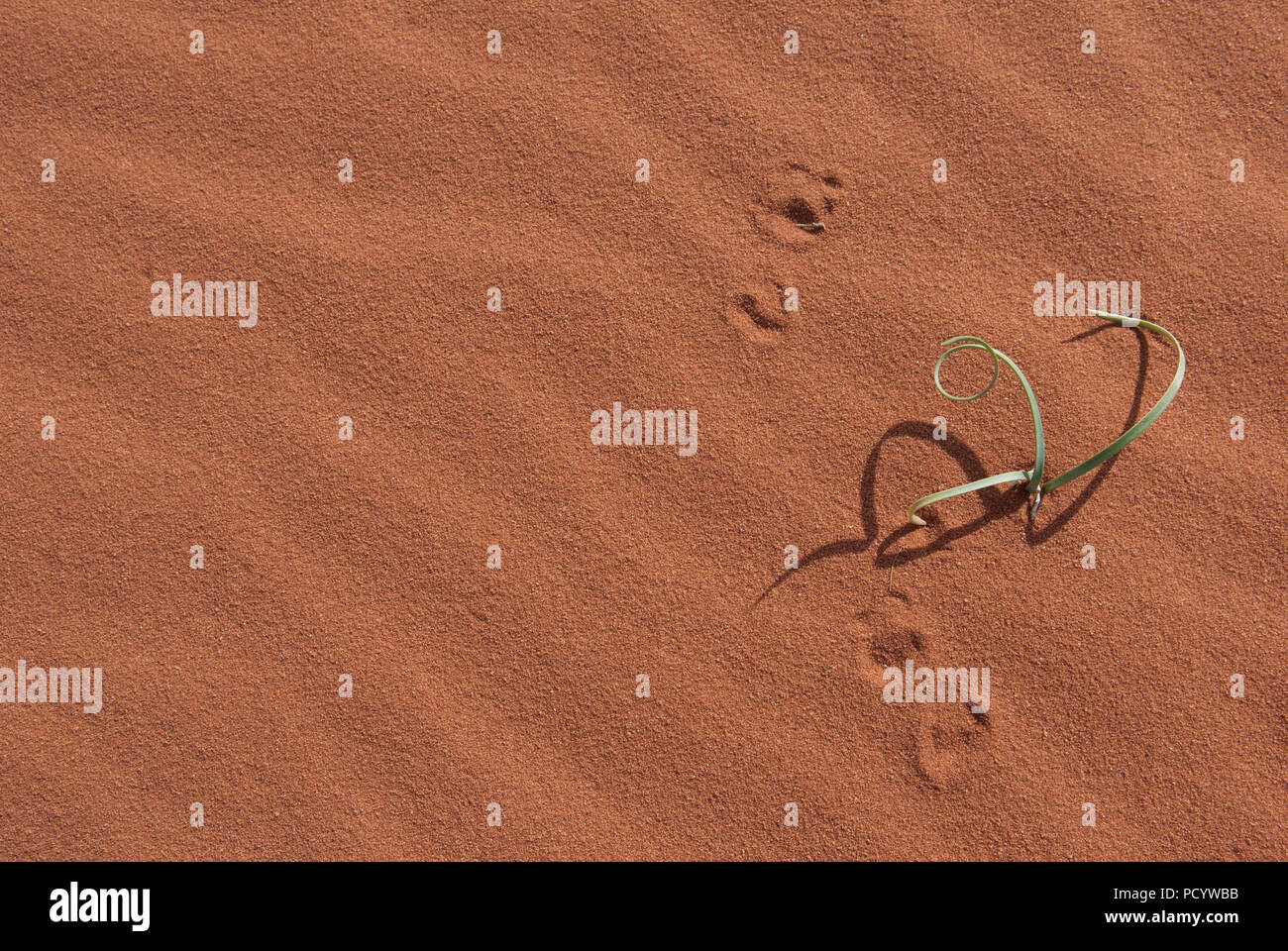 Pianta verde crescente in rosso deserto di sabbia con le ombre e le orme, successo nella regione arida Foto Stock