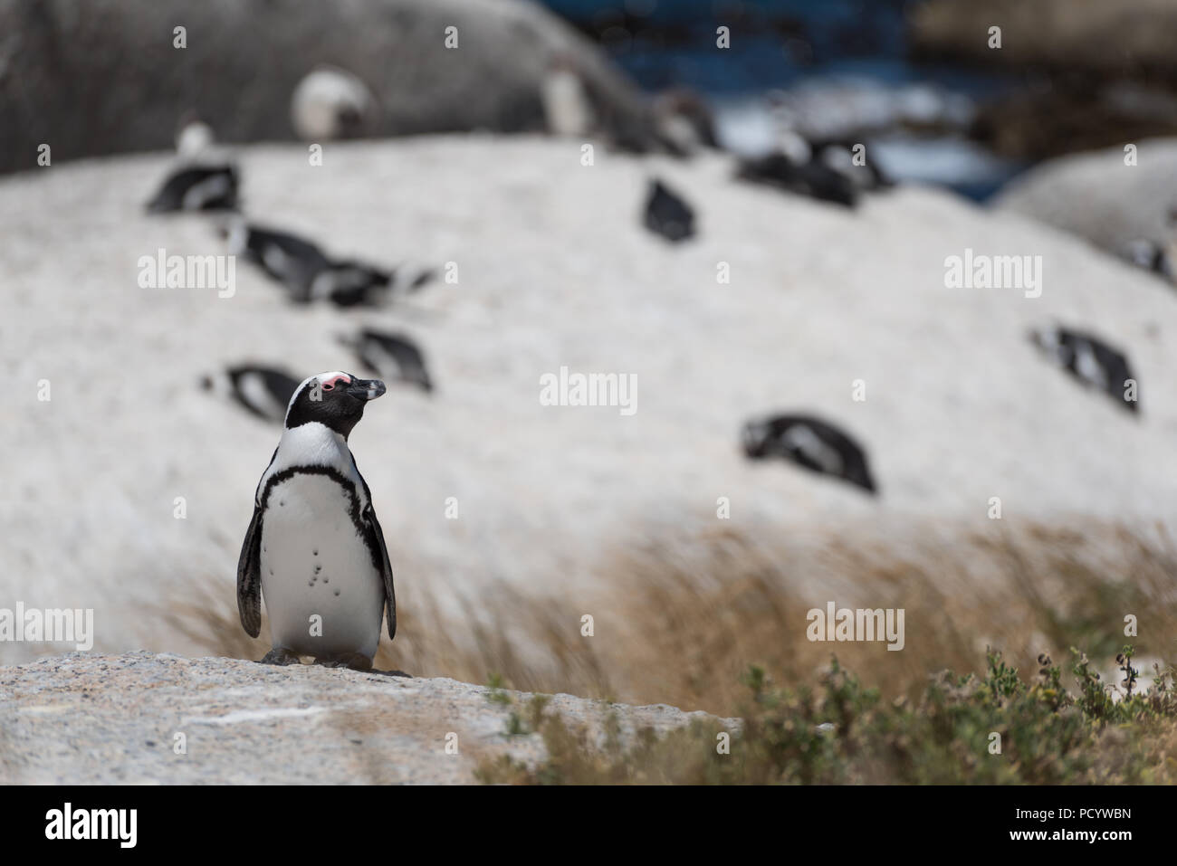 Solo curioso pinguino africano in piedi su una roccia di fronte di una colonia di pinguini alla Spiaggia Boulders Beach, Sud Africa Foto Stock