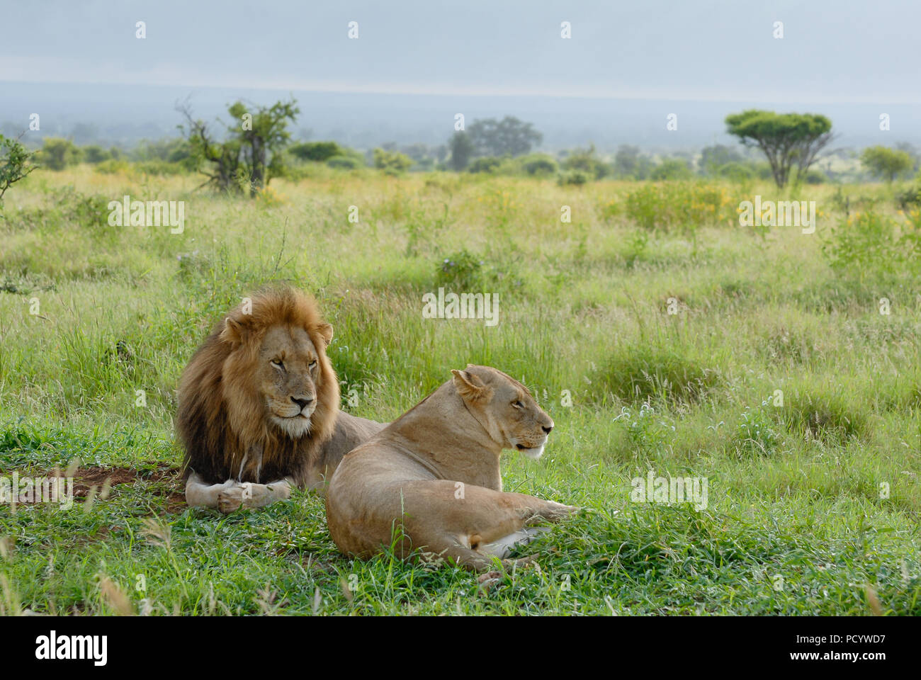 Due leone africano guardando alla lontana, savana africana, africa safari, viaggi Foto Stock