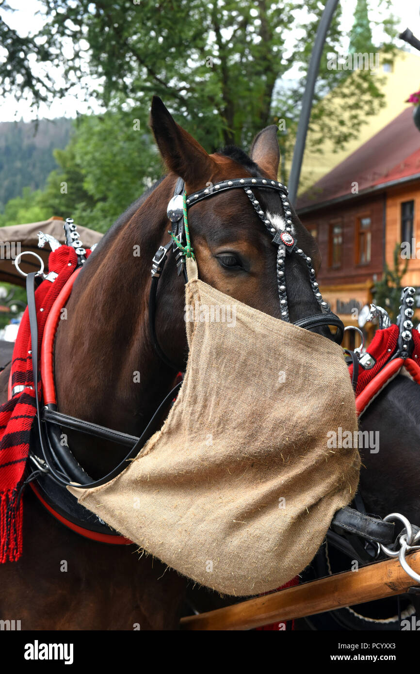 horse with nose bolsa
