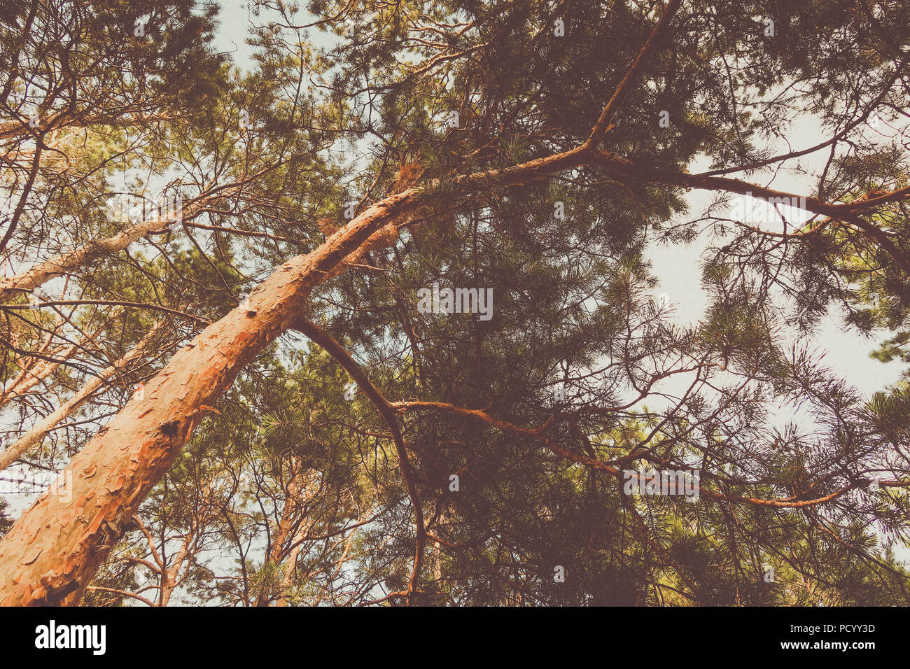 Vista dal basso su un albero. Pino russo nella foresta. Foto Stock