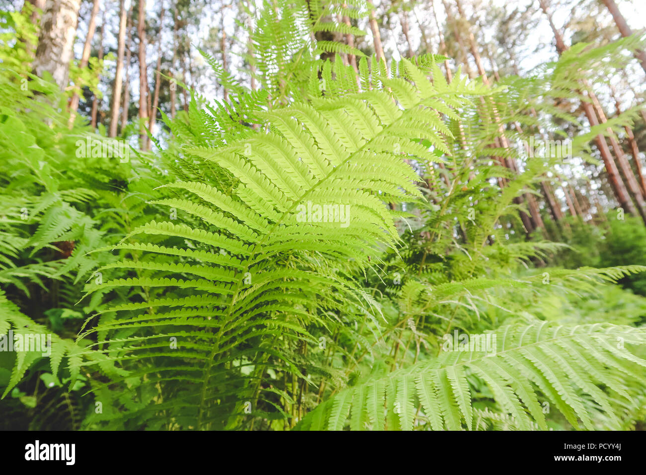 Fores arbusti verde felce sfondo stile vintage Foto Stock