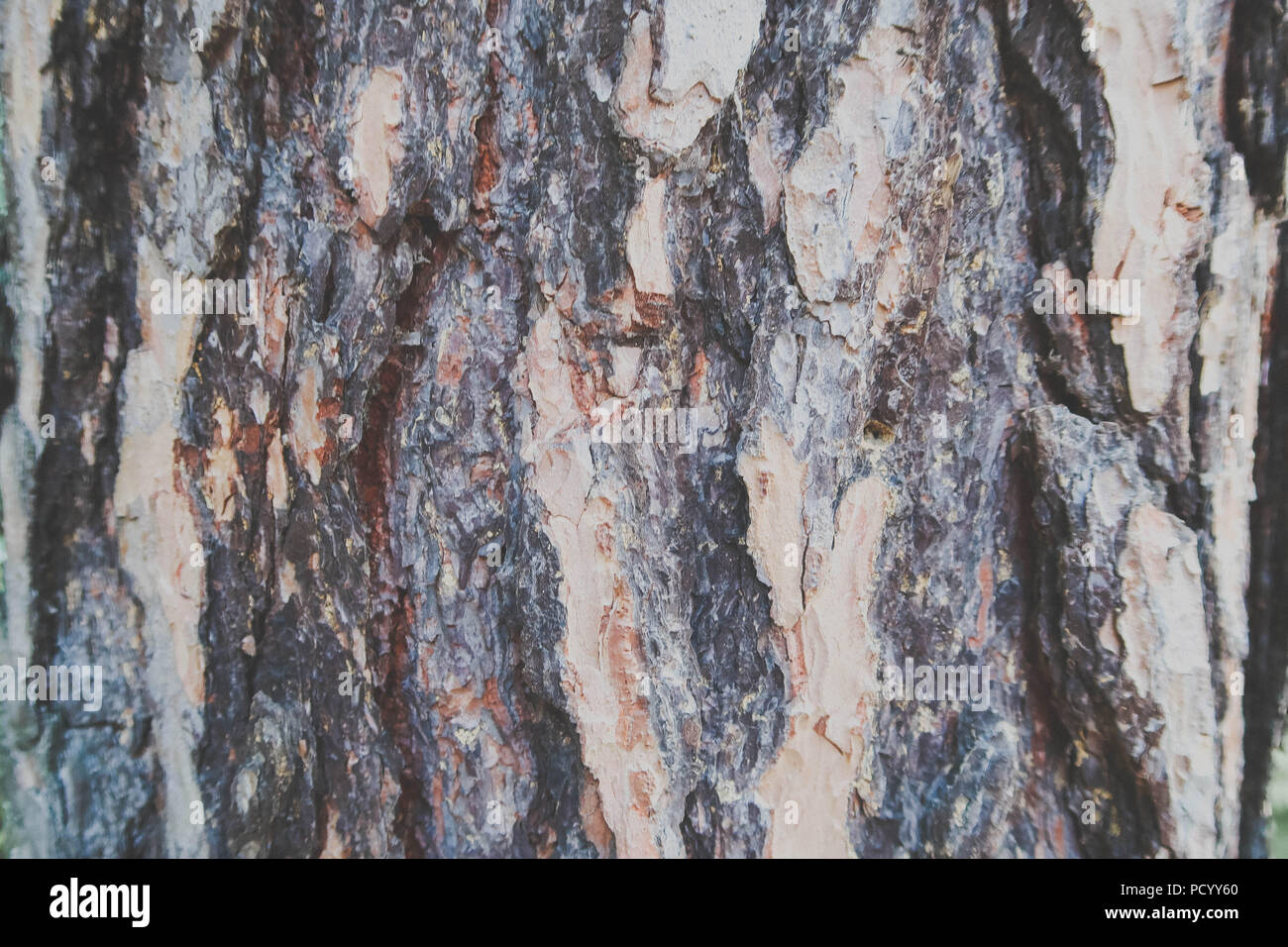 Dettaglio texture della corteccia di un vecchio albero, grigio marrone struttura di sfondo Foto Stock