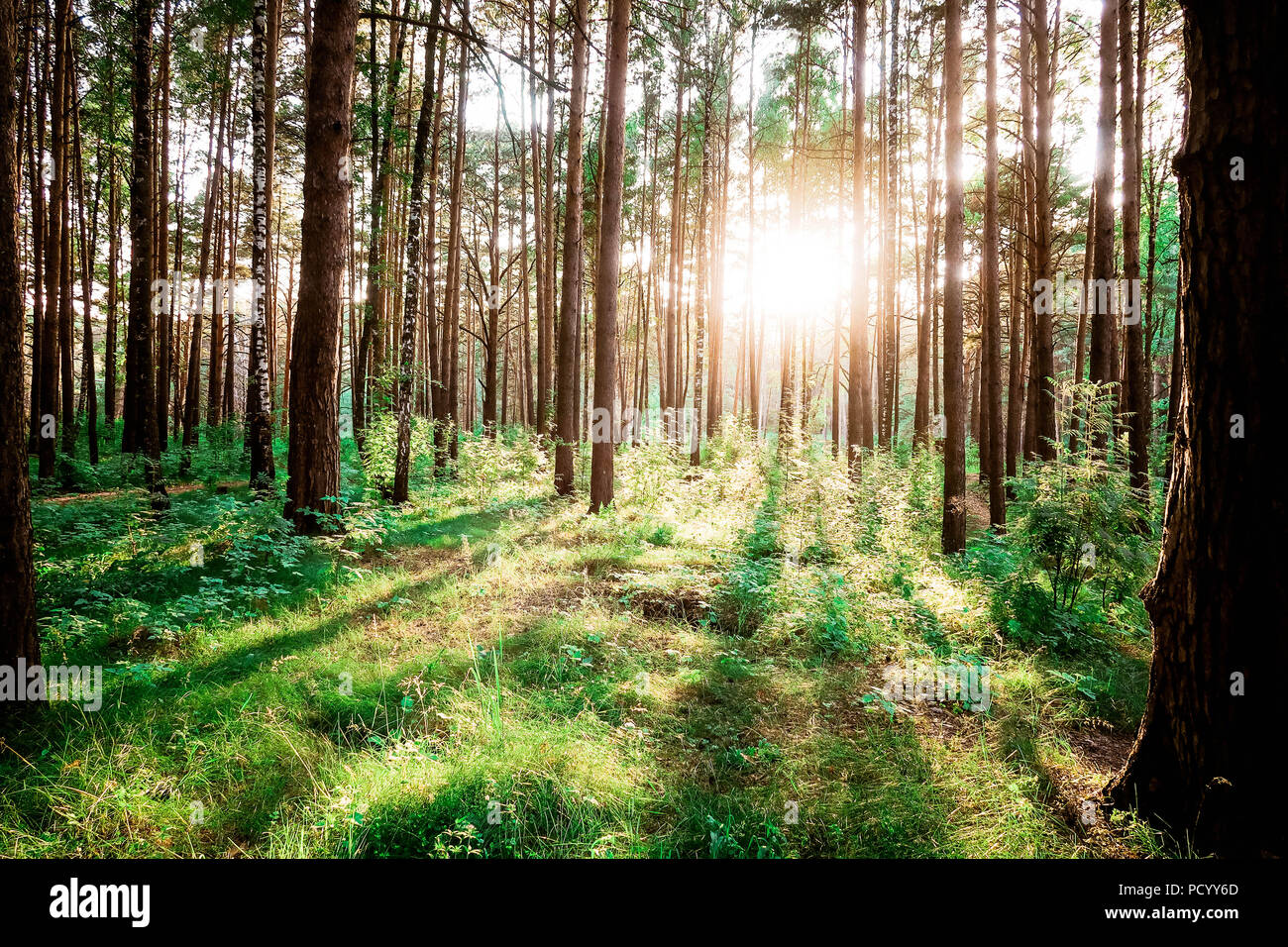 Boschi di alberi forestali retroilluminati da golden la luce del sole prima del tramonto con raggi di sole versando attraverso gli alberi sul suolo della foresta illuminare i rami degli alberi Foto Stock