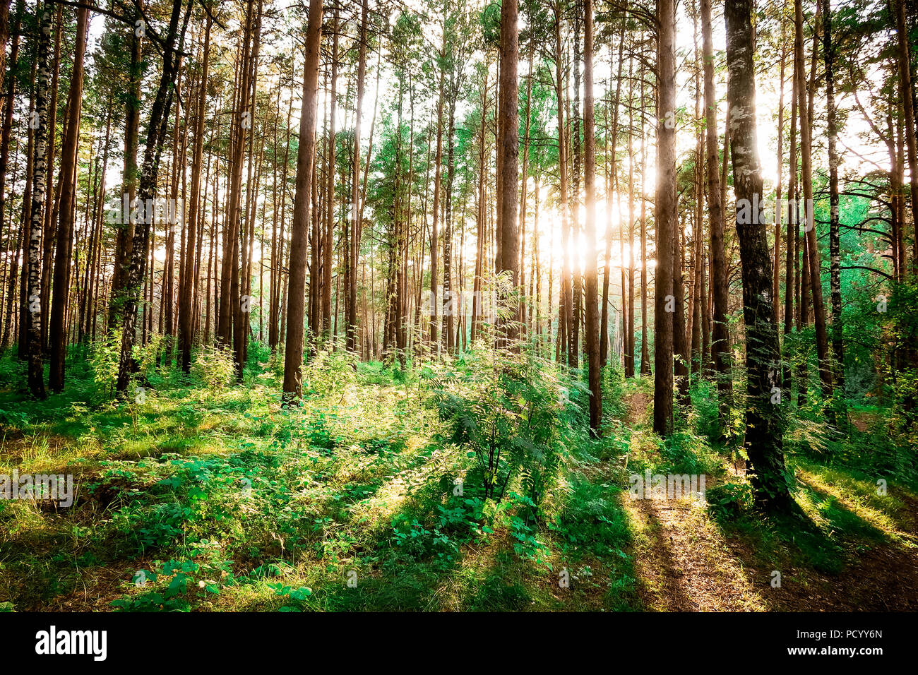 Boschi di alberi forestali retroilluminati da golden la luce del sole prima del tramonto con raggi di sole versando attraverso gli alberi sul suolo della foresta illuminare i rami degli alberi Foto Stock