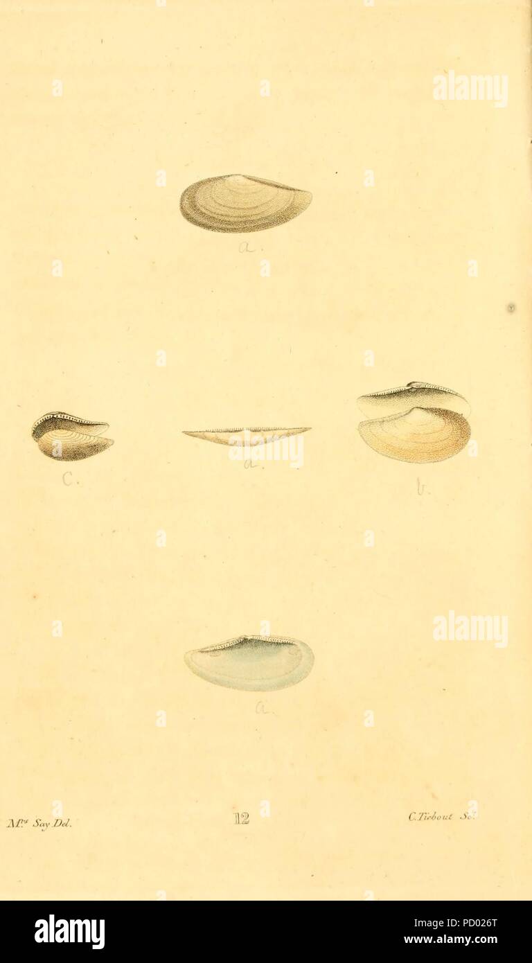 American conchology piastra (12) Foto Stock
