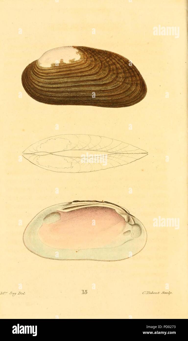 American conchology piastra (15) Foto Stock