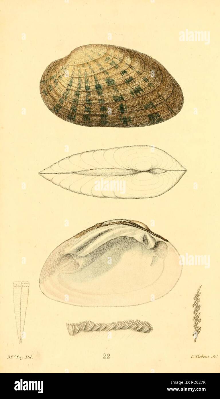 American conchology piastra (22) Foto Stock