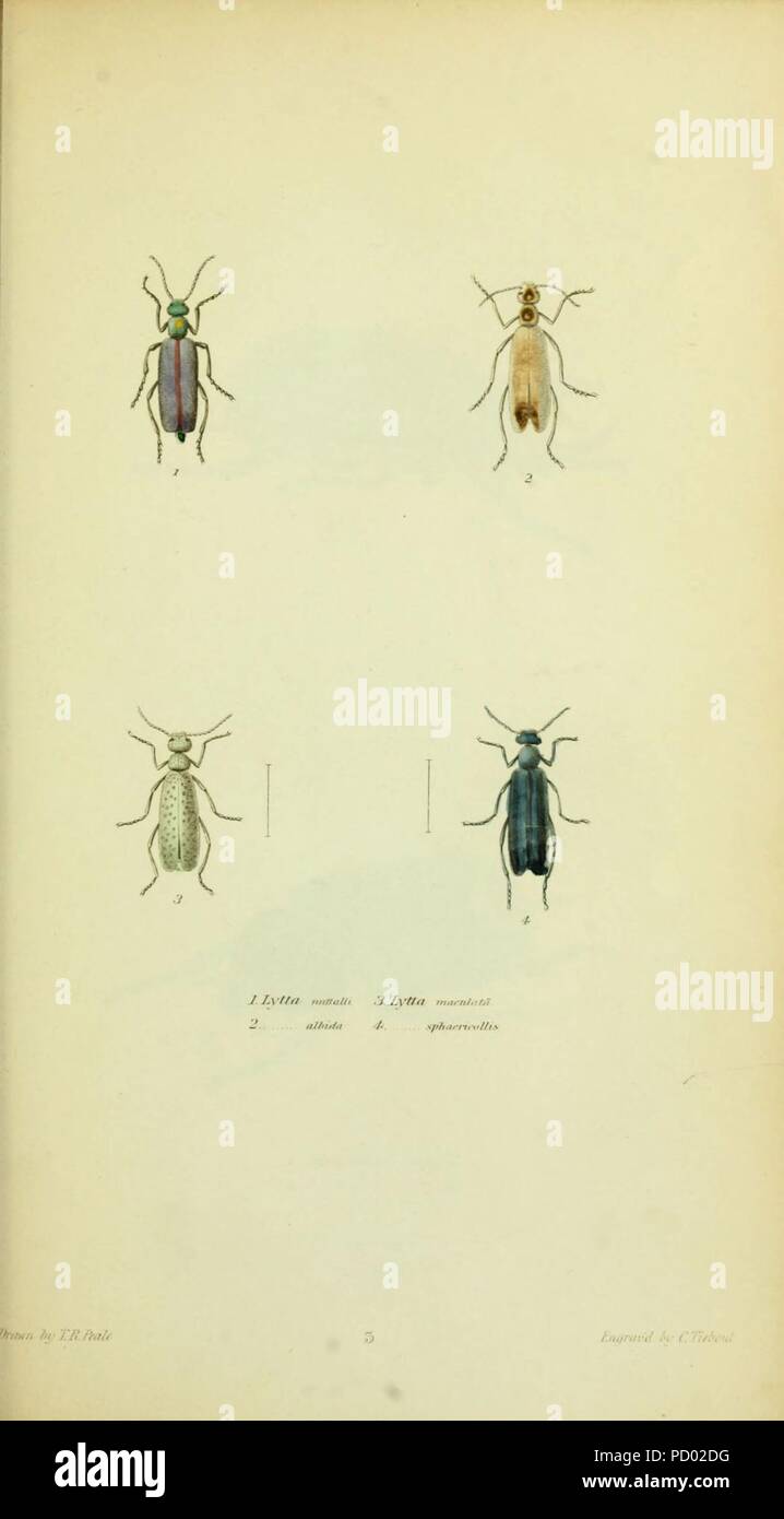 American entomologia (piastra 3) Foto Stock