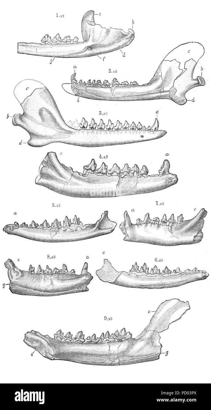 American Jurassic mammiferi piastra IX. Foto Stock