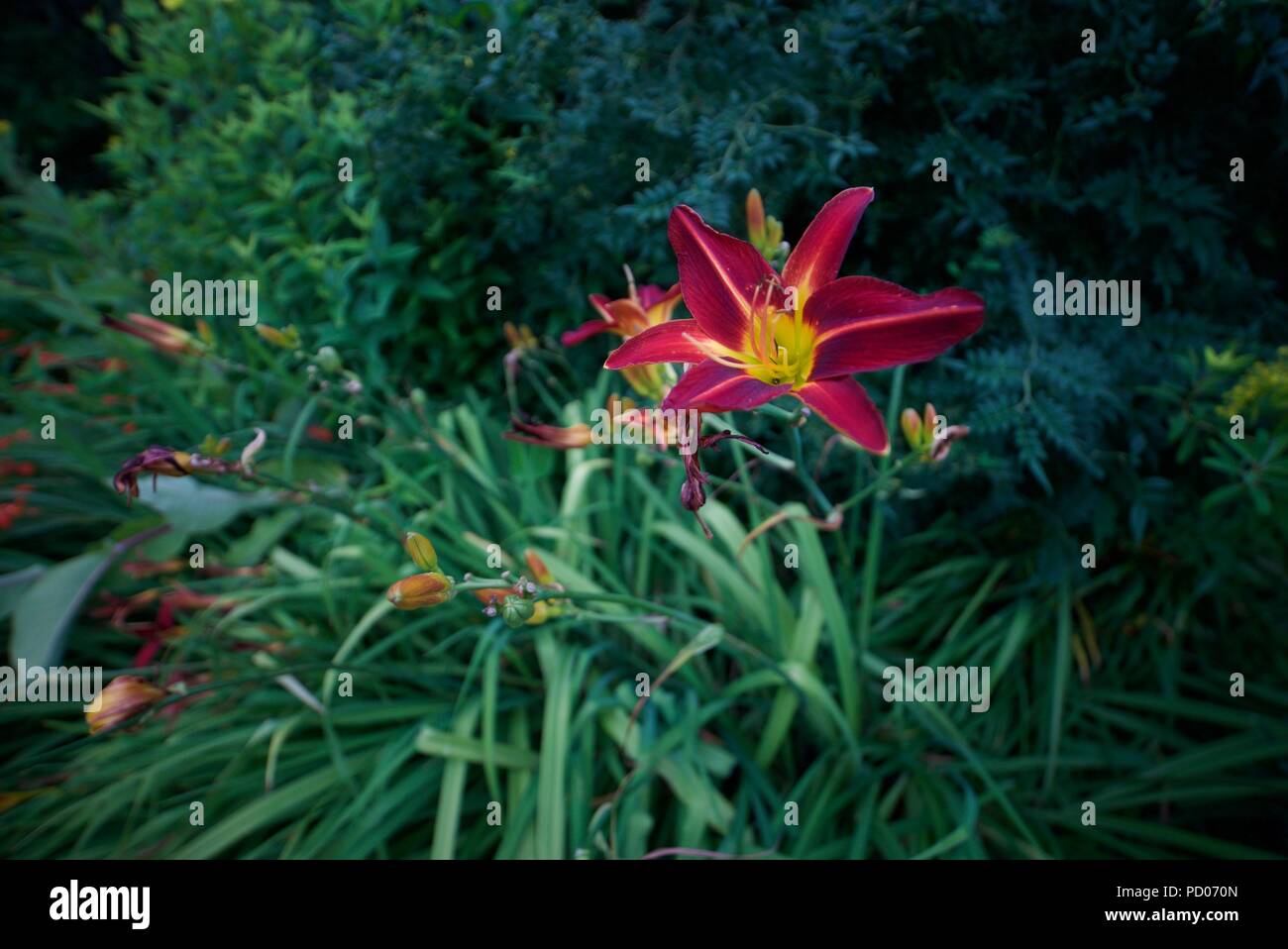 Fiore di giglio arancione, una specie di giglio verde (Hemerocallis). Conosciuto anche come il giorno di Tawny, il giorno di Ditch, il giorno di Tiger, Fulvous e giorno comune. Foto Stock