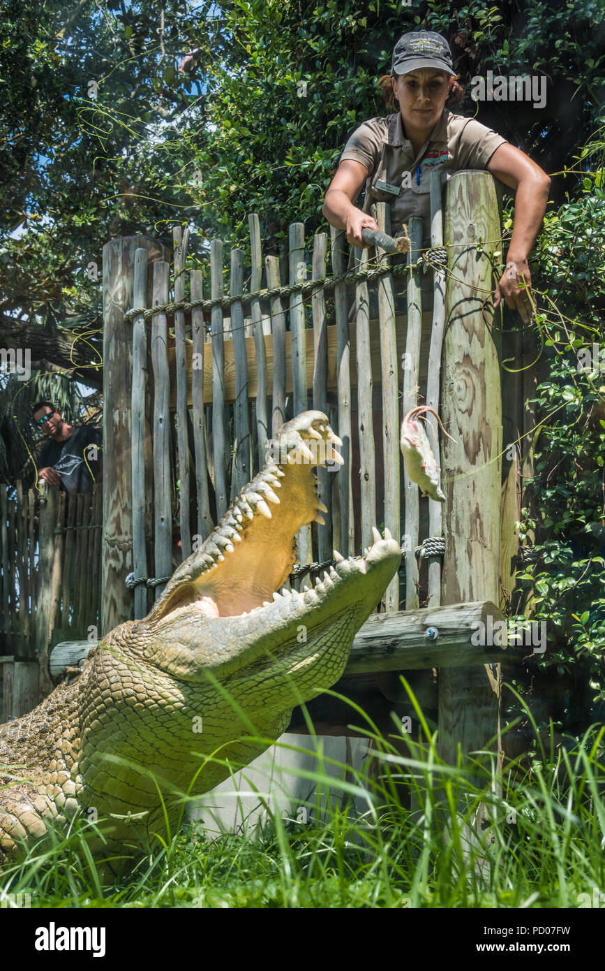Alimentazione del coccodrillo a sant'Agostino Alligator Farm Zoological Park di St. Augustine, Florida. (USA) Foto Stock