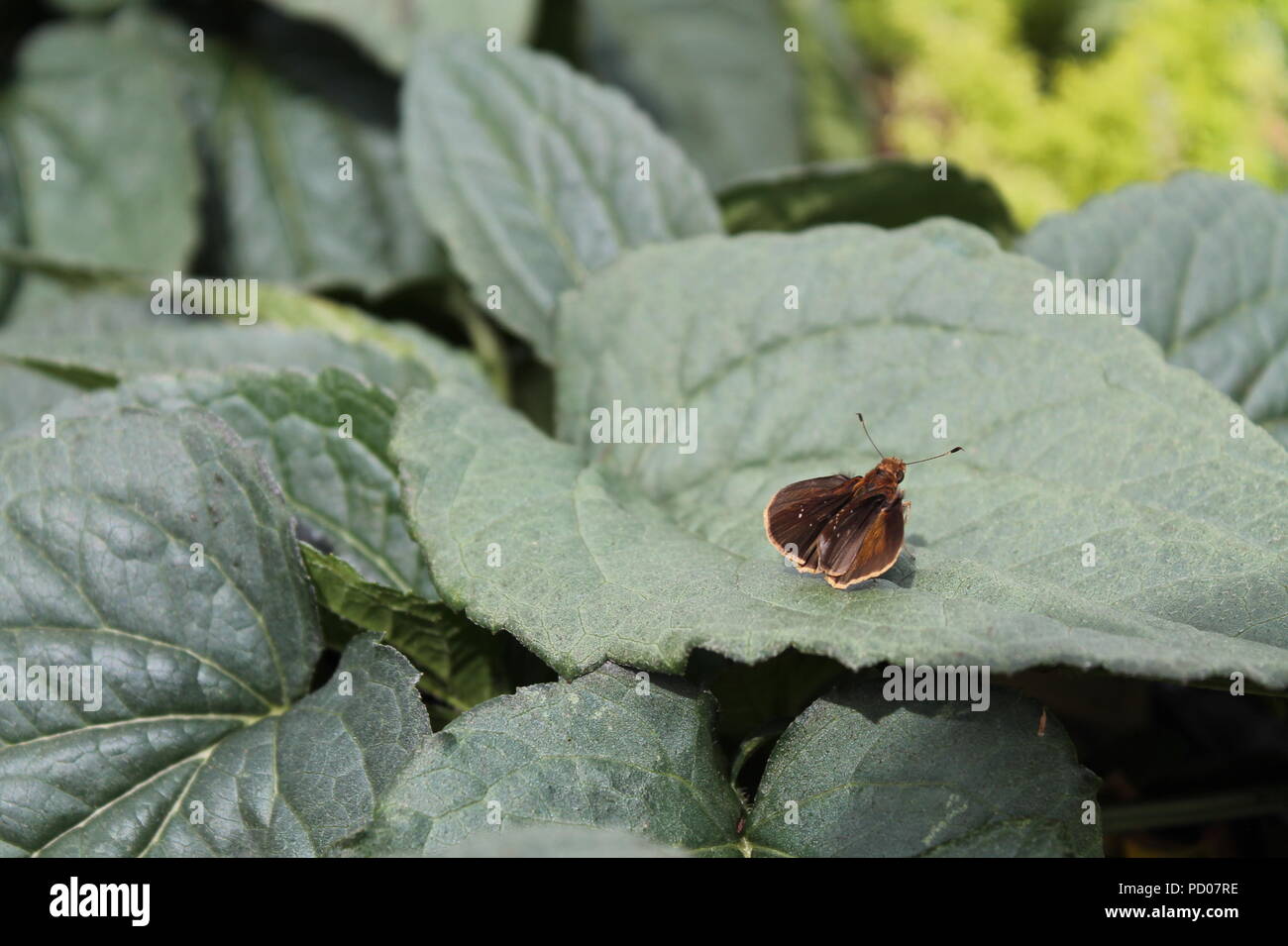 Quali sono le probabilità che tu vedi un bug di piacevole relax su questa incantevole verde scuro vibrante impianto. Ama la fauna selvatica e trattarle con cura! Foto Stock