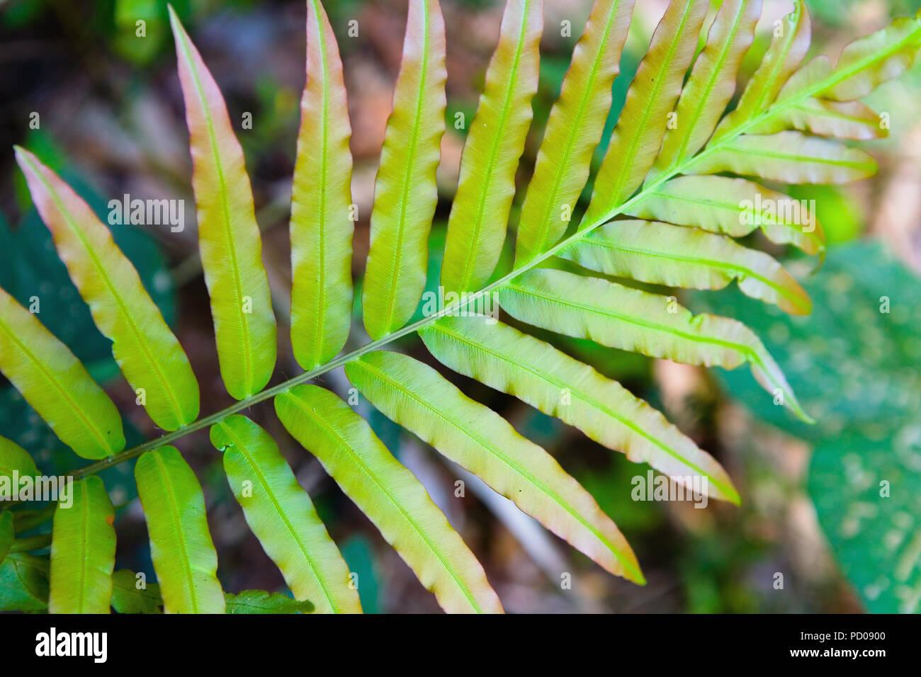 Il ramo con foglie di una pianta esotica. La natura. Foto Stock