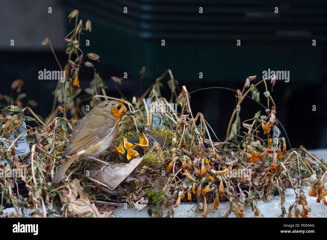 Un Robin pulcini di alimentazione in un nido costruito in un impianto nurserymans vassoio. Foto Stock
